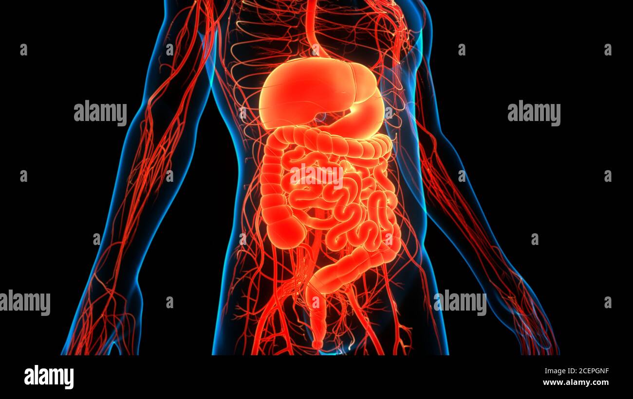 Anatomie du système digestif humain Photo Stock - Alamy