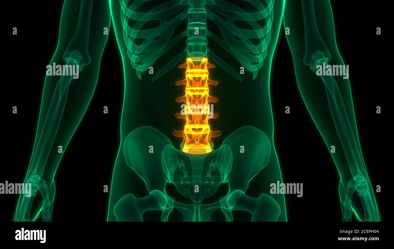Colonne vertébrale de la moelle épinière du système de squelette humain Anatomie Banque D'Images