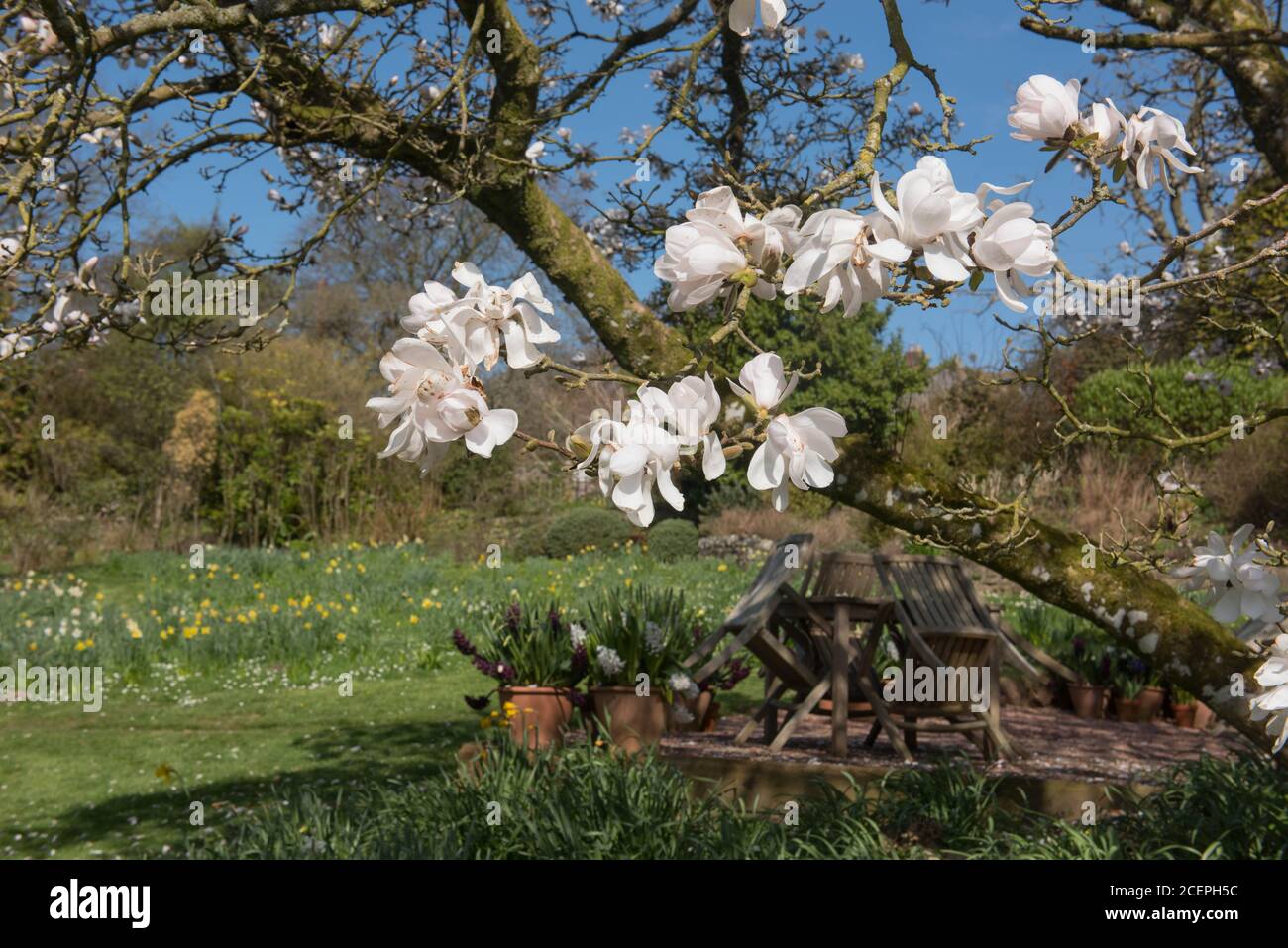 Arbre de Magnolia à feuilles caduques à fleurs printanières (Magnolia x loebneri 'Merrill') en pleine croissance dans un jardin de campagne à Rural Devon, Angleterre, Royaume-Uni Banque D'Images