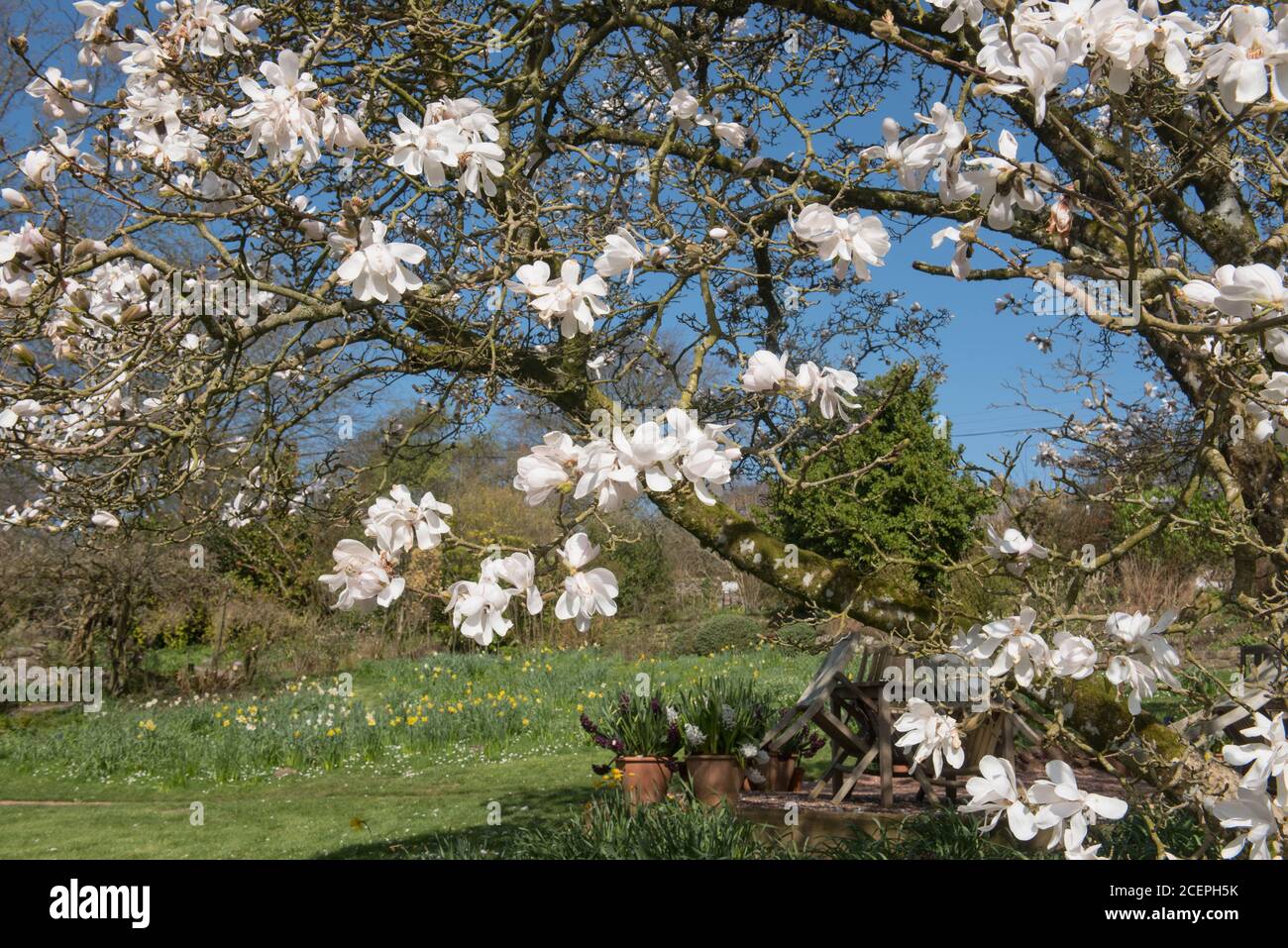 Arbre de Magnolia à feuilles caduques à fleurs printanières (Magnolia x loebneri 'Merrill') en pleine croissance dans un jardin de campagne à Rural Devon, Angleterre, Royaume-Uni Banque D'Images