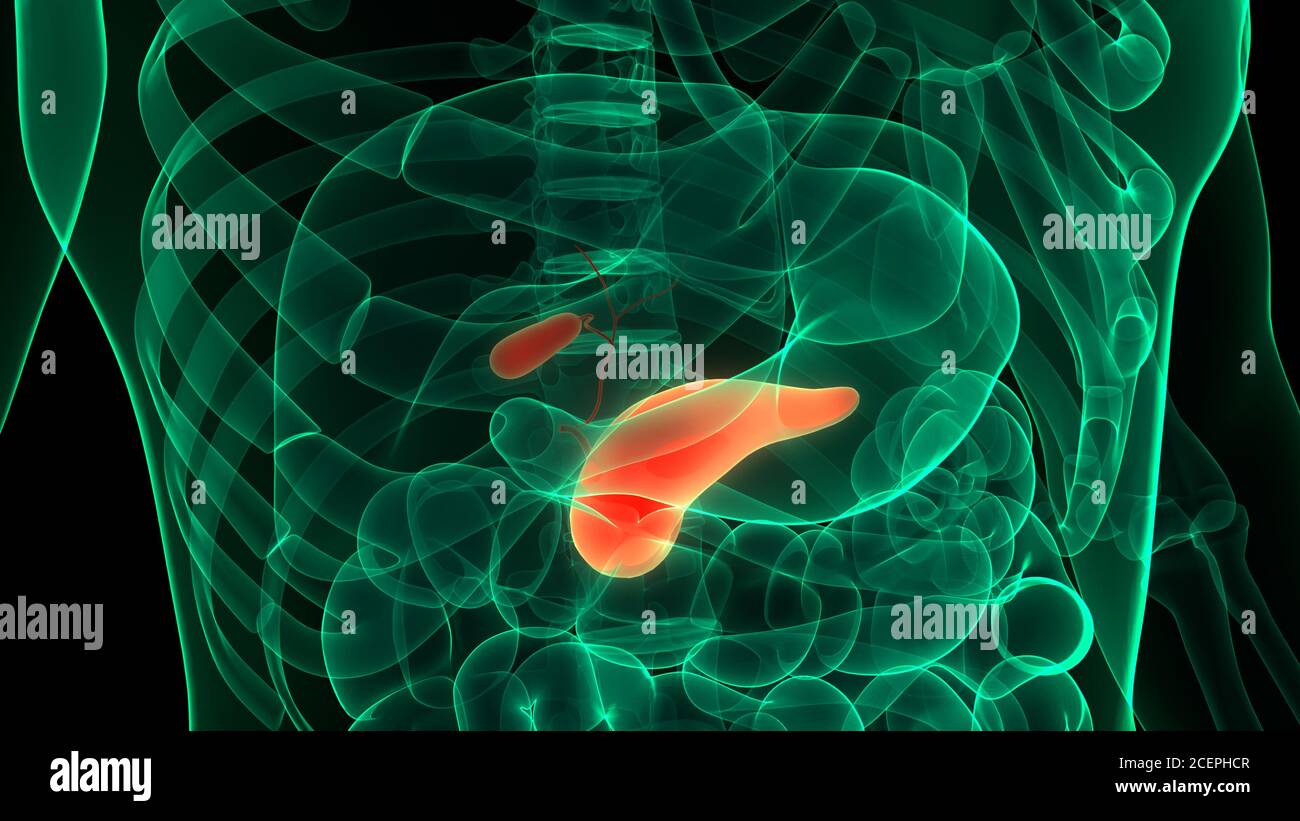Organes internes humains pancréas avec vésicule biliaire Anatomie Banque D'Images