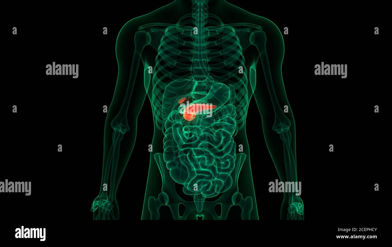 Organes internes humains pancréas avec vésicule biliaire Anatomie Banque D'Images