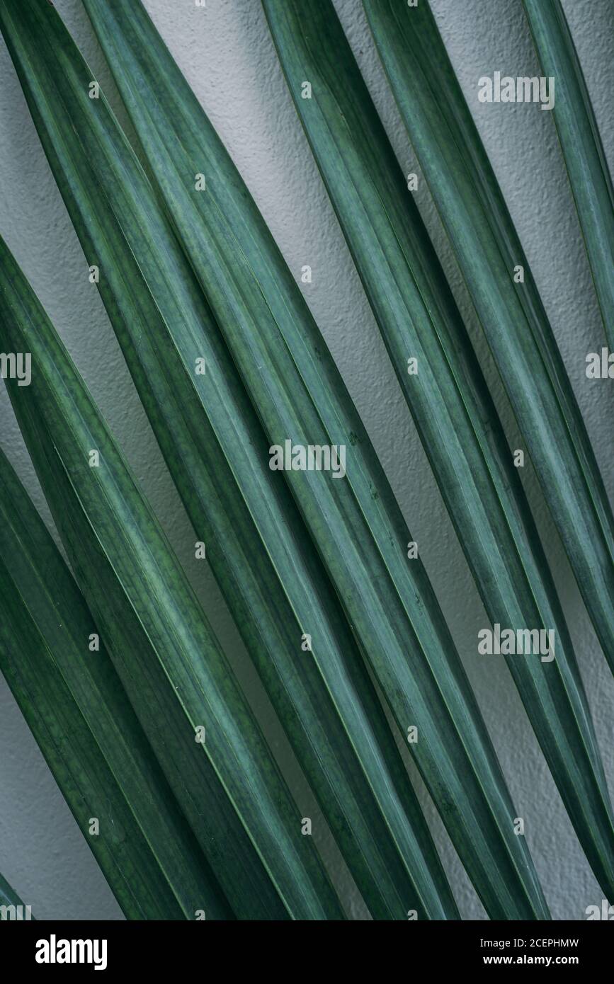 Feuille de palmier verte sur fond de mur blanc Banque D'Images