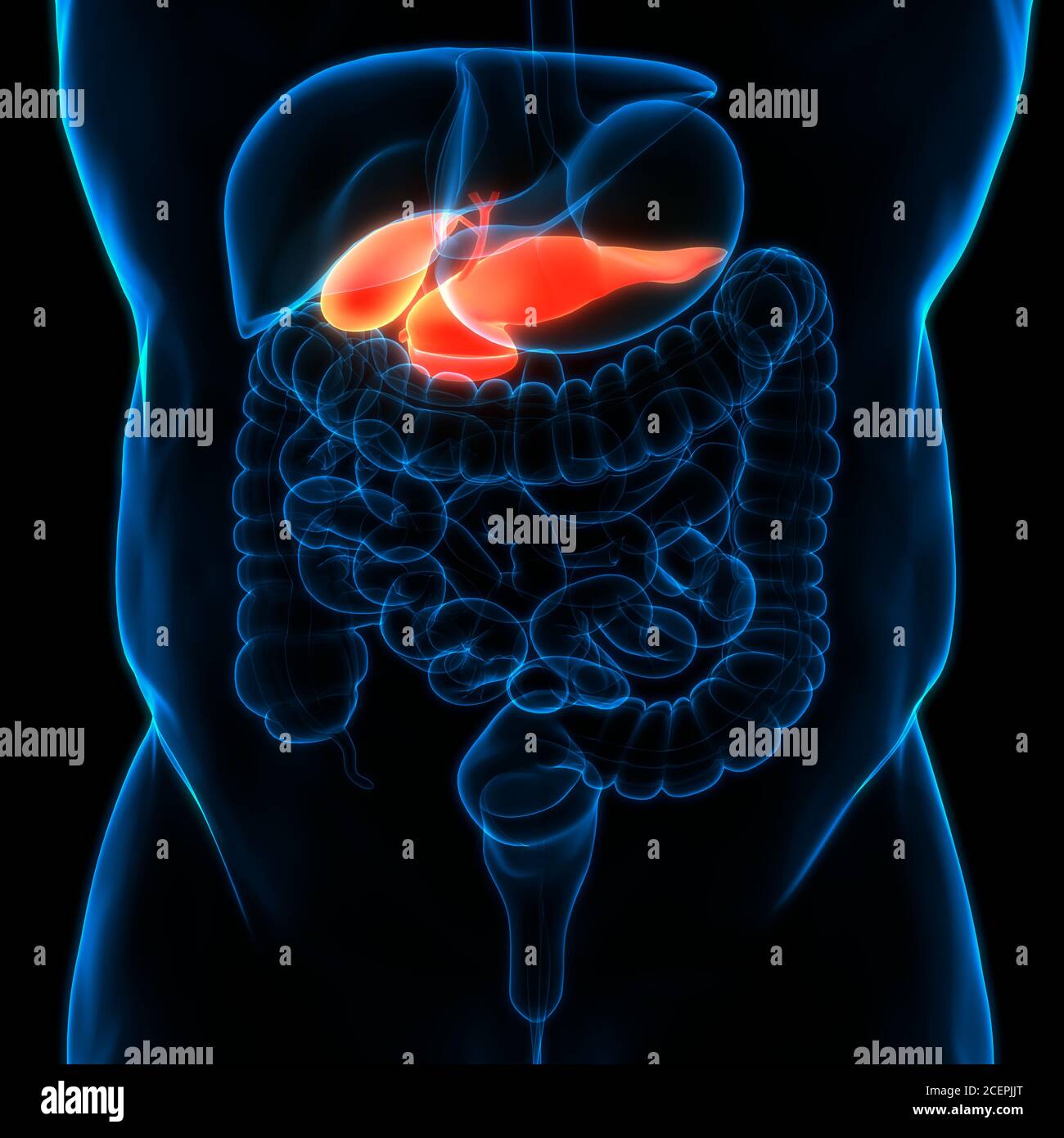 Organes internes humains pancréas avec vésicule biliaire Anatomie Banque D'Images