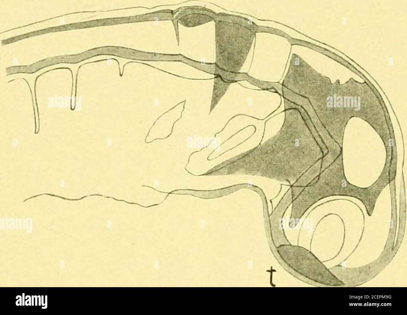 . Le Journal de neurologie comparative et de psychologie. De nombreuses mitoses apparaissent ici, en particulier dans la paroi avant de cette cavité. L'entodermme préoral continue vers l'avant sous l'infundibulum. Par rapport aux stades antérieurs, avant la formation des cavités antérieures, l'entoderme pré-oral est très mince et à un point sous l'infun- Johnston, vésicule de l'avant-cerveau chez les vertébrés. 473 dibulum il est complètement oblitéré. Dans certains embryons, il est impos-responsable de distinguisli tout entoderme préoral sous le cerveau en avant de l'infnndibuliim, mais dans d'autres il n'y a aucun doute whateverthat A. Banque D'Images