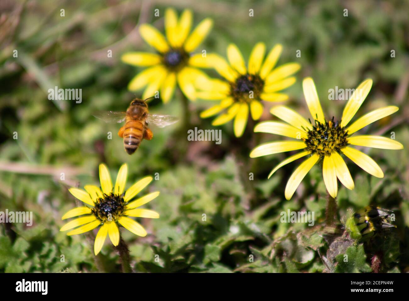 Abeille en vol loin d'une fleur, gros plan Banque D'Images