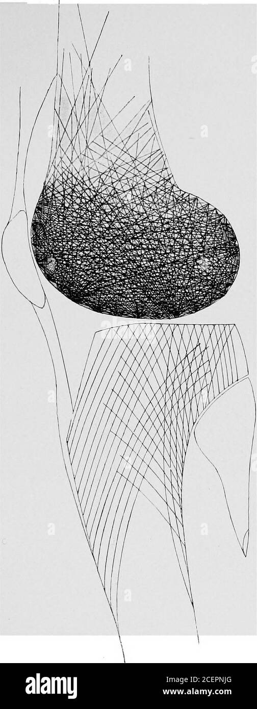 . Sur la désoformation, sa relation avec la tension et la pression;. Ndyles derrière (voir Fig. 37 et 38). Par le côté, ces plaques osseuses présentent en effet des aperturesqui sont petites et rondes près de la surface articulaire, et semblent devenir plus grandes et plus ovales en proportion des layse plus loin d'elle (Fig. 39). Par conséquent, ces ouverts dans les plaques osseuses ou les lamelles doivent être considérés comme des asendroits à travers lesquels aucune contrainte de pression n'a été transmise. Là, tout comme dans les espaces entre les plaques, le stimulus trophique de la fonction a échoué.et nous sommes obligés de supposer que pendant la croissance Banque D'Images . Sur la désoformation, sa relation avec la tension et la pression;. Ndyles derrière (voir Fig. 37 et 38). Par le côté, ces plaques osseuses présentent en effet des aperturesqui sont petites et rondes près de la surface articulaire, et semblent devenir plus grandes et plus ovales en proportion des layse plus loin d'elle (Fig. 39). Par conséquent, ces ouverts dans les plaques osseuses ou les lamelles doivent être considérés comme des asendroits à travers lesquels aucune contrainte de pression n'a été transmise. Là, tout comme dans les espaces entre les plaques, le stimulus trophique de la fonction a échoué.et nous sommes obligés de supposer que pendant la croissance Banque D'Images
