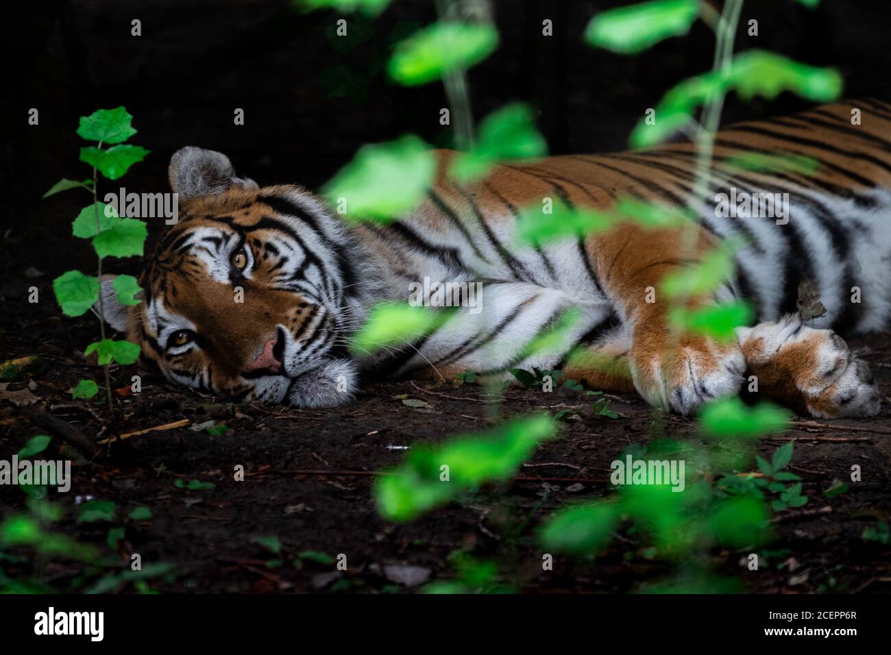 Tigre dans la jungle Banque D'Images