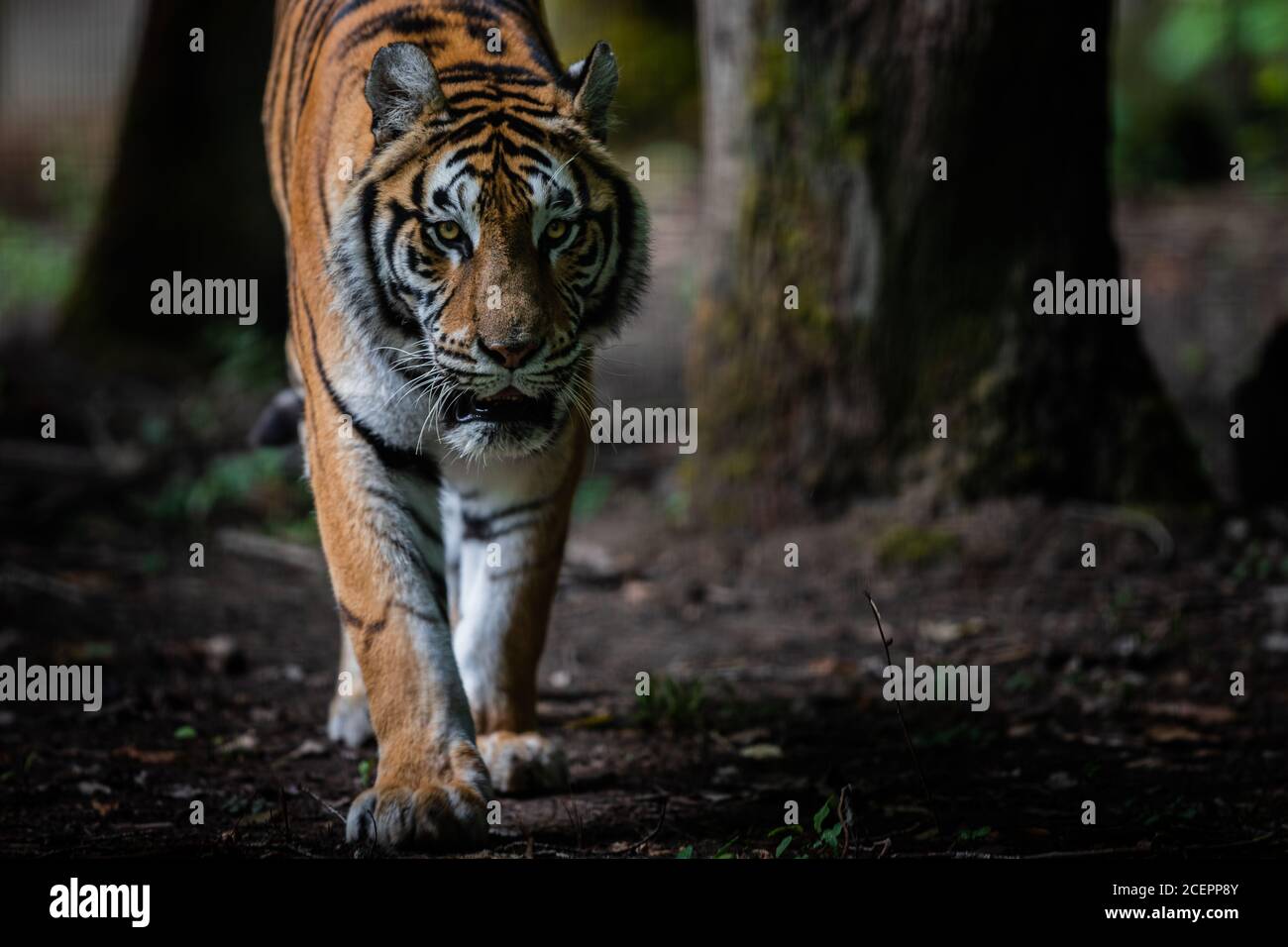 Tigre dans la jungle Banque D'Images