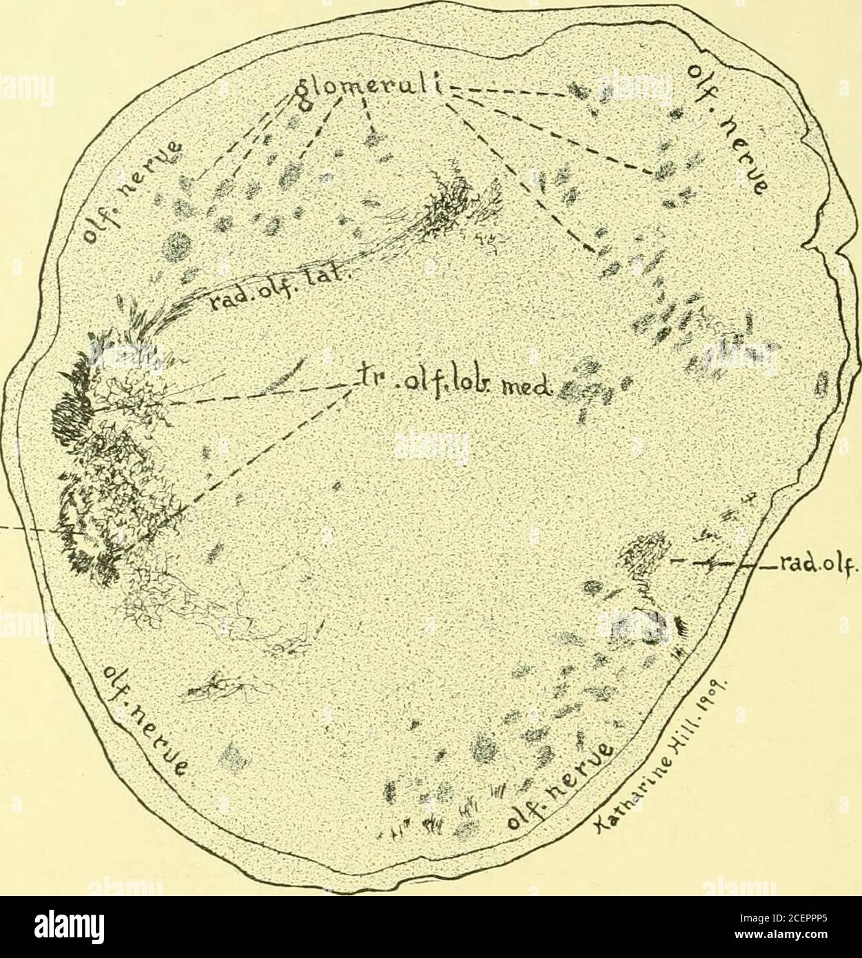 . The Journal of comparative neurology and Psychology. o. 12, p. 273-290. Figure 1-14.1903. Un nouveau nerf crânien chez les sélachiens. Mark Annivcrsanj vol., article III, p. 39-55, pis. V-VI, 1903.1905a. Une note de bas de page sur l'histoire ancestrale de la pluie des vertèbres. Science, N. S., vol. 22, no 554, 11 août 1905, p. 180-183, 5 figues.1905h. Sur un nerf nouvellement reconnu lié à l'avant-cerveau des sélachiens. Avec 32 Fig. Anat. An.z., Bd. 2G, p. 33-G3, 111-123, 1905.IlNKLs, Felix. 1894. Ieber einen noch nicht beschriebenen Ilirnnerwen des annectens. Anat. ANZ.. BD 9, non 18, p. 5G2- Banque D'Images