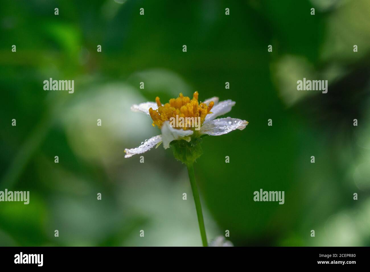 Gros plan d'une Marguerite d'œnox sous la lumière du soleil Banque D'Images