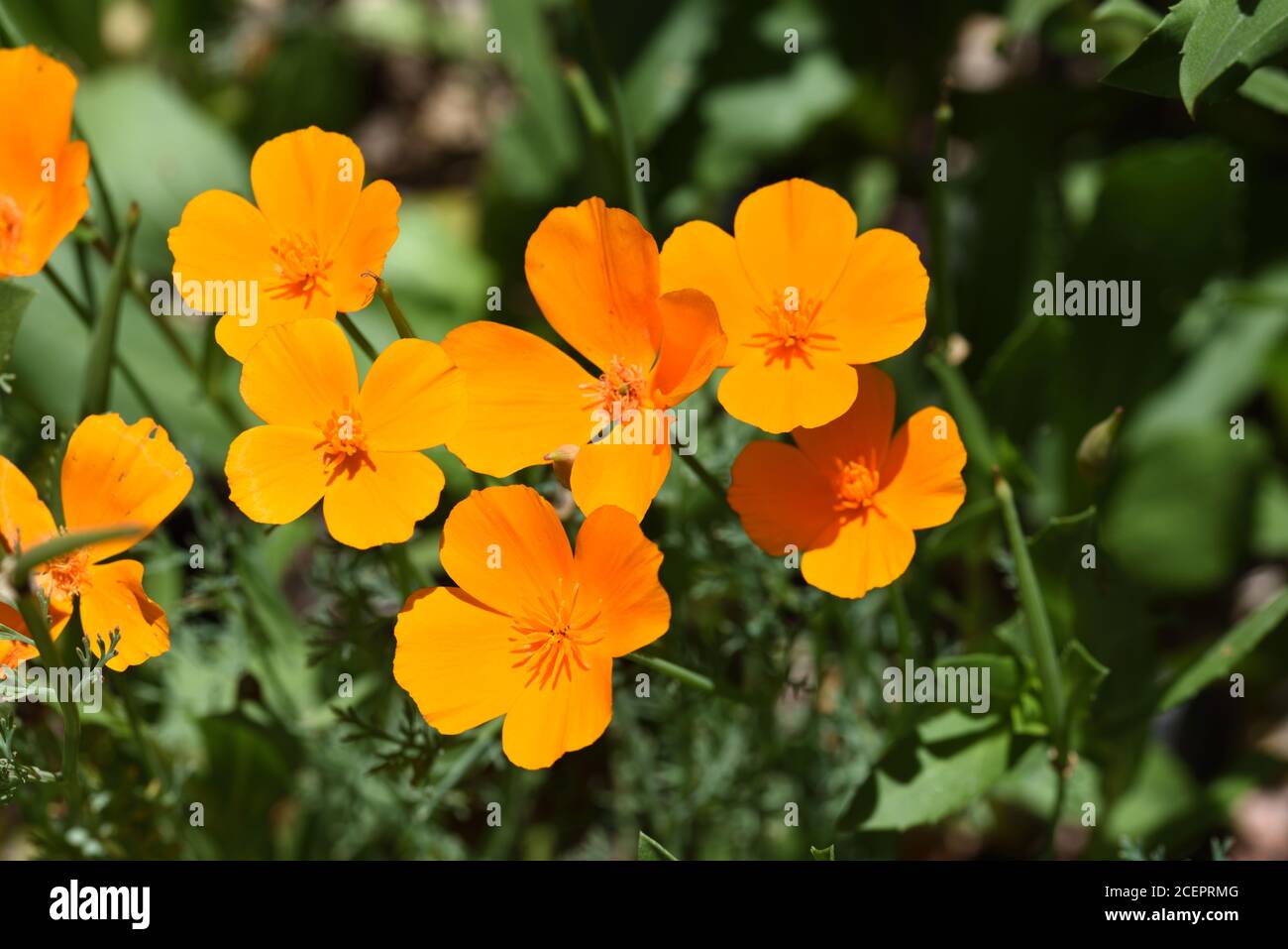 California Poppy, Eschchotza californica, alias Golden Poppy, California Sunlight ou Cup of Gold Banque D'Images