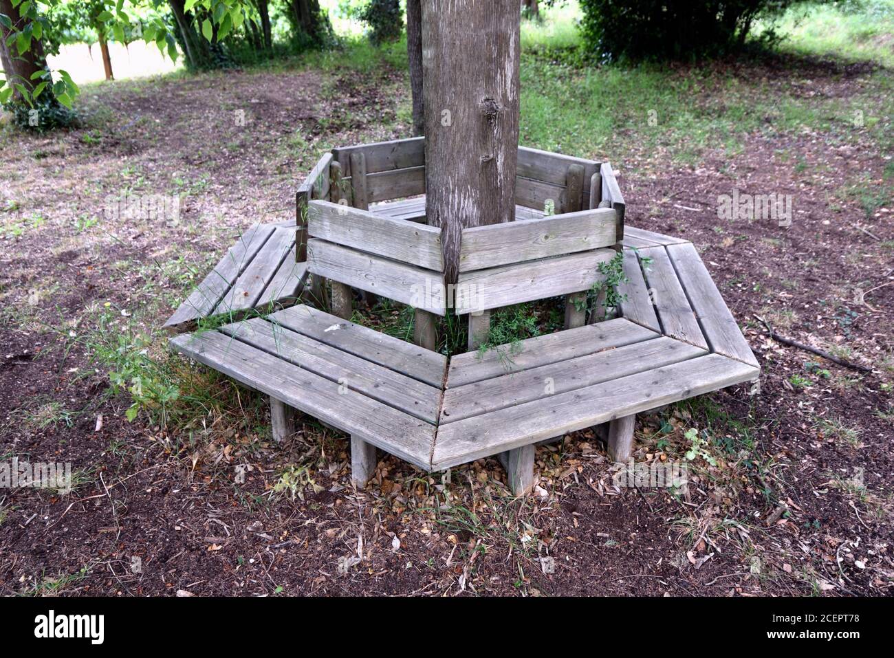 Table Autour D Un Tronc D Arbre Banc d'arbre hexagonal Banque de photographies et d'images à haute  résolution - Alamy