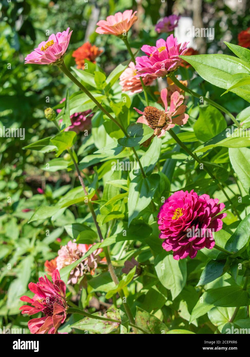 zinnia commune fleurs colorées poussant dans le jardin, Zinnia elegans Banque D'Images