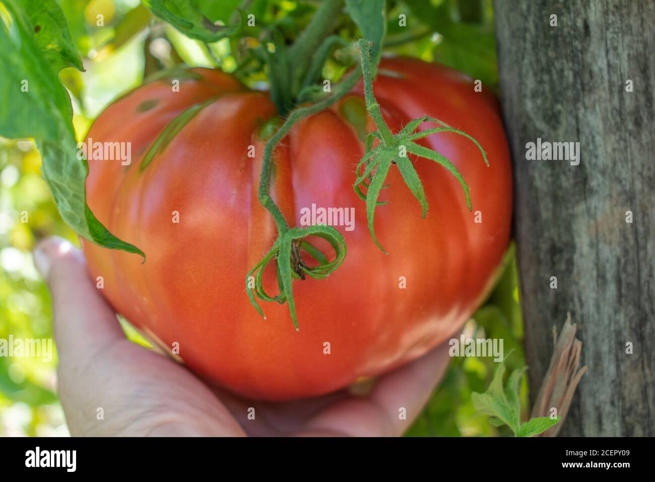« Beefsteak » de tomate à l'ancienne dans le jardin. Tomate de bœuf, Solanum lycopersicum Banque D'Images