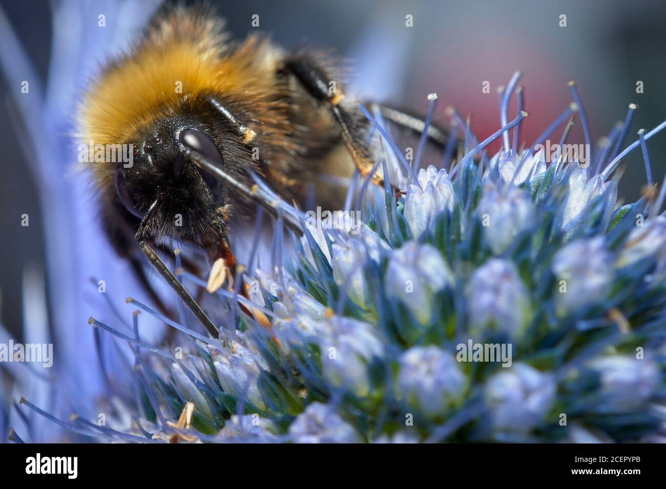 Femelle Bumblebee à queue blanche, Bombus Lucurom, sur une fleur de Holly de mer, Eryngium giganteum. Banque D'Images