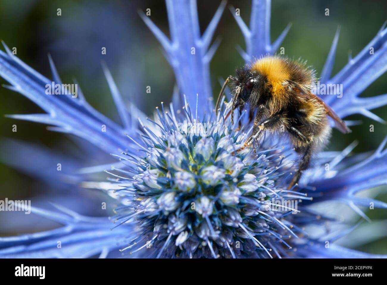 Femelle Bumblebee à queue blanche, Bombus Lucurom, sur une fleur de Holly de mer, Eryngium giganteum. Banque D'Images