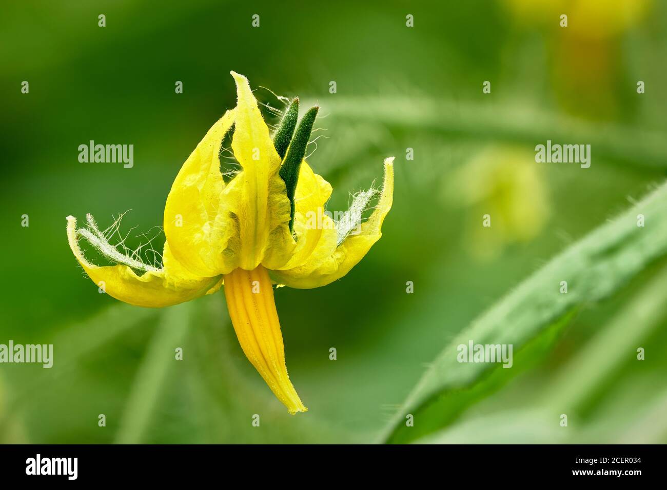 Fleurs Plantes de tomate Banque D'Images