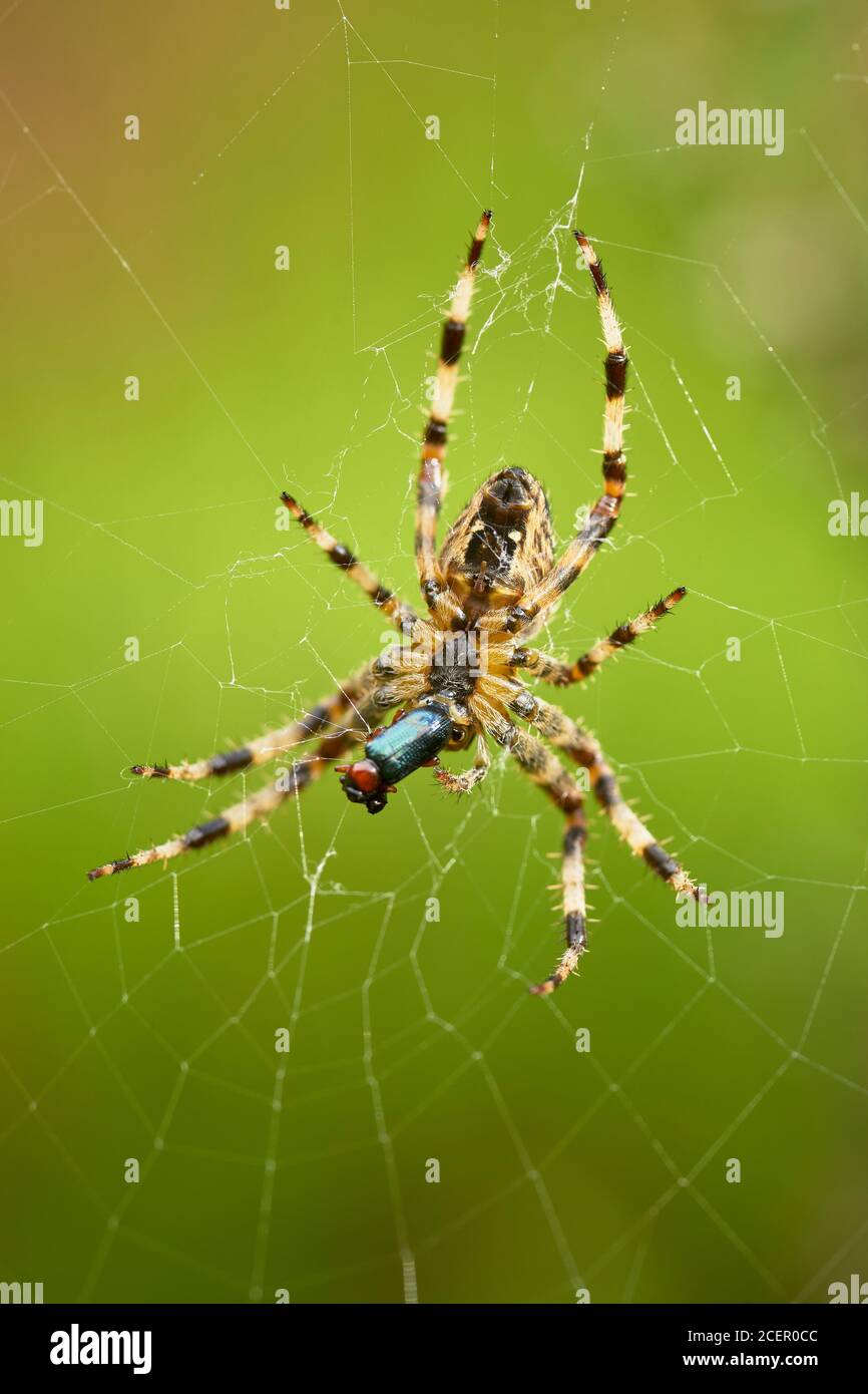 Garden Spider, Araneus diadematus, sur la proie de la web mangeant. Clackmannanshire, Écosse. Banque D'Images