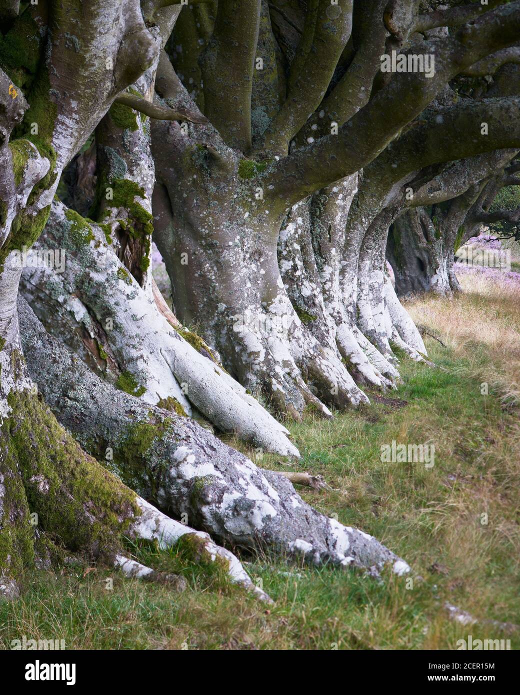 Rangée de Beech, Lammermuir Hills, East Lothian, Écosse Banque D'Images