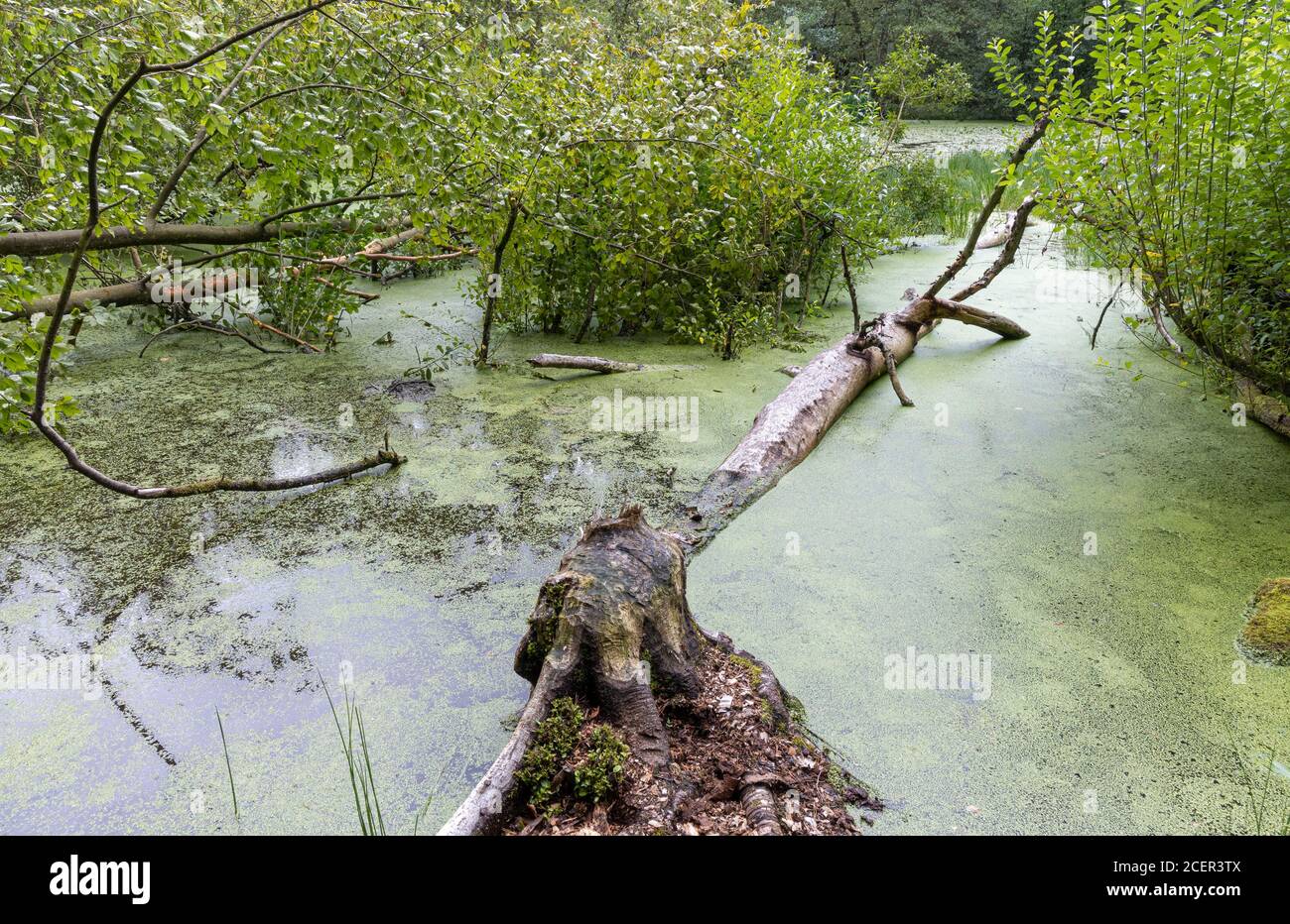 Activité de Beaver dans la forêt de Cropton Banque D'Images