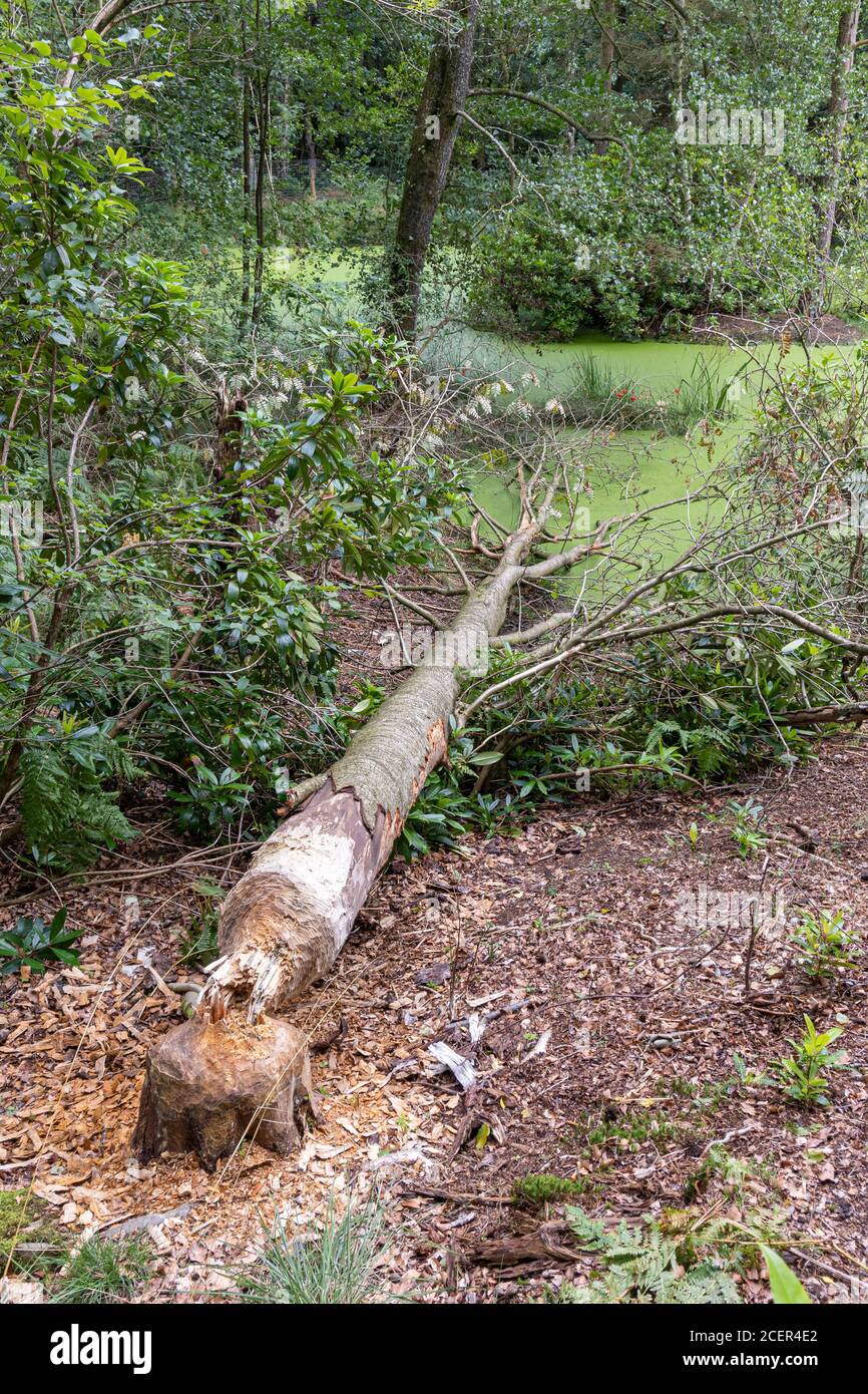 Activité de Beaver dans la forêt de Cropton Banque D'Images