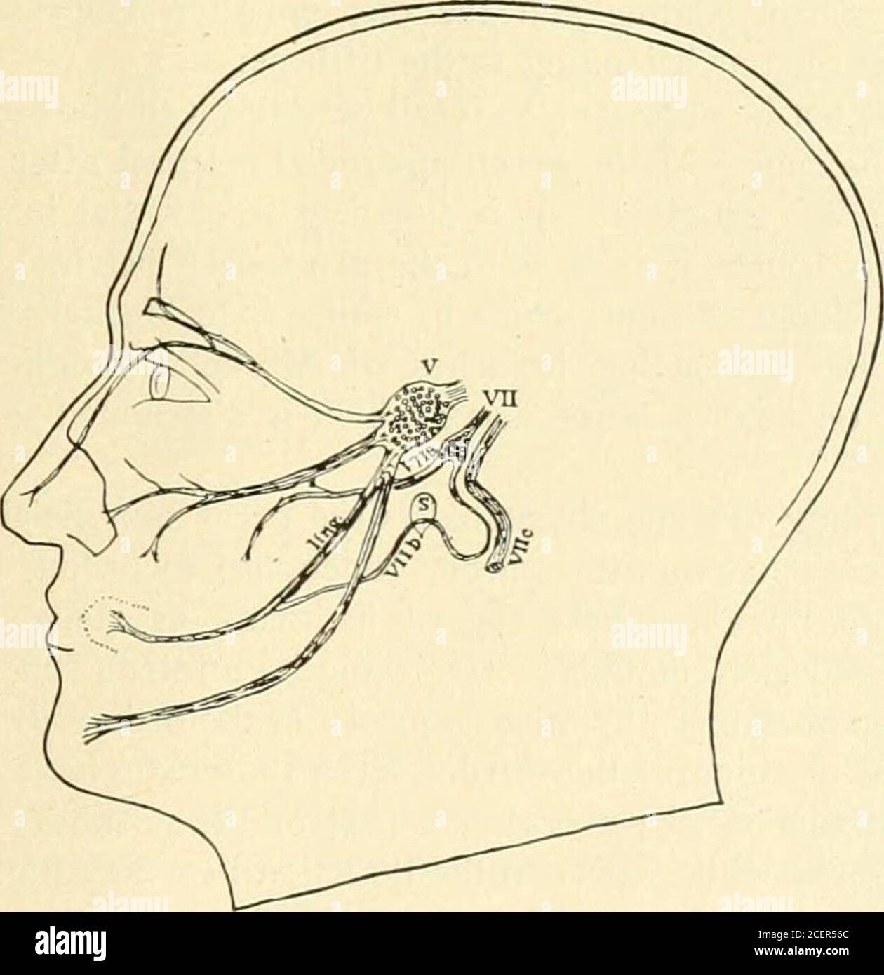. Contributions du Département de neurologie et du Laboratoire de neuropathologie (réimpressions). L homologie entre les ganglions dorsalspinaux et les ganglions crâniens – gasserian, pétreux, jugulaire et géniculaire – sans reconnaître que les fonctions de ces systèmes ganglionnaires sont les mêmes que celles des ganglions théspitaux avec leurs nerfs afferents. Passons maintenant à cette question des homologies comme indicatedby embryologie. Dans le processus de l'évolution le geniculateganglion, et dans une large mesure dans toute probabilité les fonctions SENSORIELLES pétrieuses DU SEPTIÈME NERF 2S9 ganglion, est devenu transférable Banque D'Images . Contributions du Département de neurologie et du Laboratoire de neuropathologie (réimpressions). L homologie entre les ganglions dorsalspinaux et les ganglions crâniens – gasserian, pétreux, jugulaire et géniculaire – sans reconnaître que les fonctions de ces systèmes ganglionnaires sont les mêmes que celles des ganglions théspitaux avec leurs nerfs afferents. Passons maintenant à cette question des homologies comme indicatedby embryologie. Dans le processus de l'évolution le geniculateganglion, et dans une large mesure dans toute probabilité les fonctions SENSORIELLES pétrieuses DU SEPTIÈME NERF 2S9 ganglion, est devenu transférable Banque D'Images