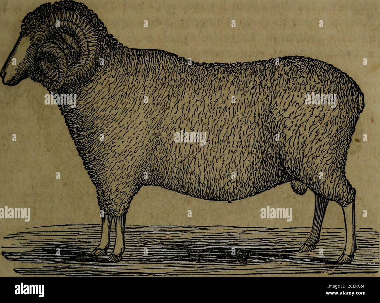 Les races, la gestion. L'Espagne, en ce qui concerne la force du troupeau,  et le poids de leurs polaires.—(Burgoanne.) Ils sont remarquables pour la  finesse égale de leur laine; la laine