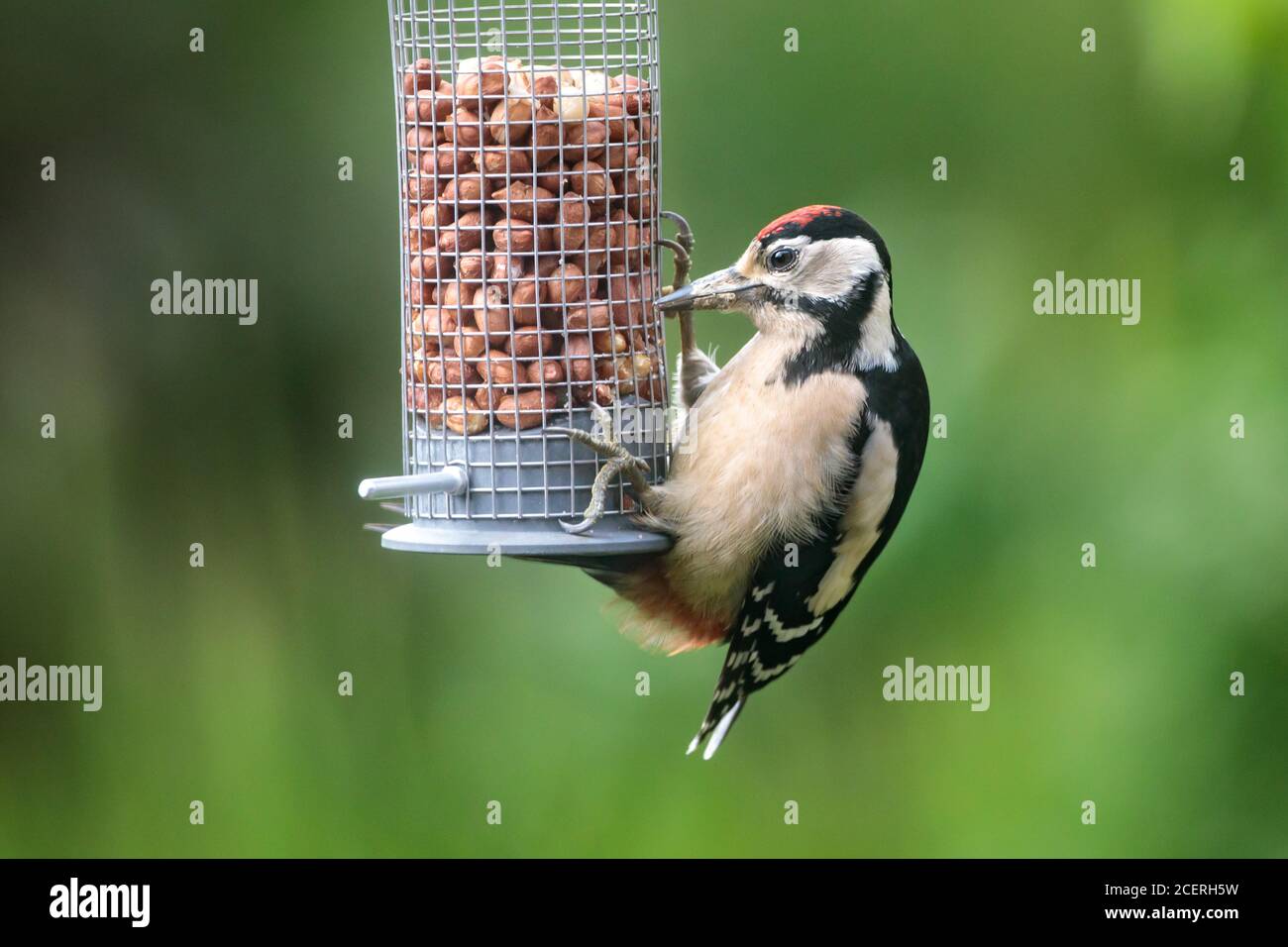 Jeune Grand pic tacheté (Dendrocopos Major) manger des arachides d'un mangeoire à oiseaux, Sussex Garden, Royaume-Uni Banque D'Images Jeune Grand pic tacheté (Dendrocopos Major) manger des arachides d'un mangeoire à oiseaux, Sussex Garden, Royaume-Uni Banque D'Images
