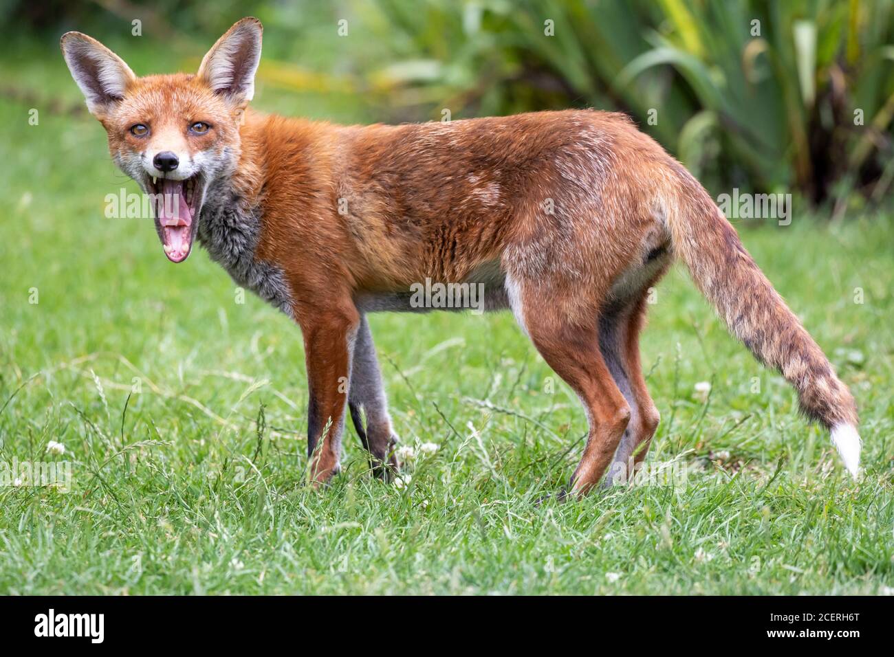 Renard roux vixen (Vulpes vulpes) bâillements ouverts à la bouche, Sussex Garden, Royaume-Uni Banque D'Images Renard roux vixen (Vulpes vulpes) bâillements ouverts à la bouche, Sussex Garden, Royaume-Uni Banque D'Images