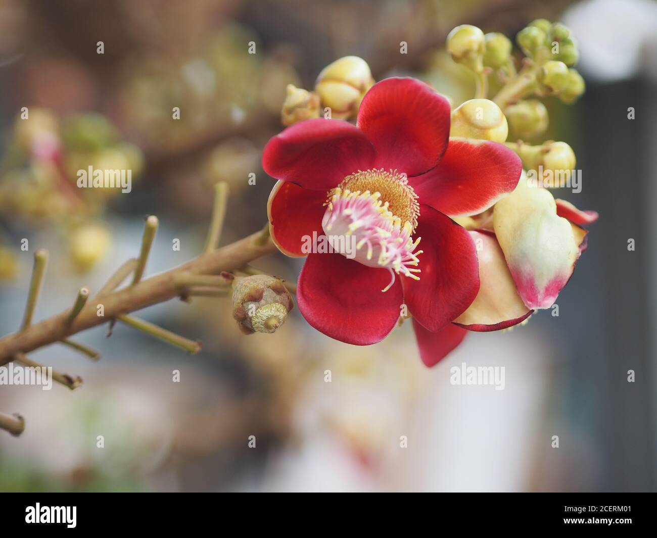 Shorea robusta, Dipterocarpaceae, Couroupita guianensis Aubl., Sal fleurant dans le jardin sur fond de nature floue Banque D'Images