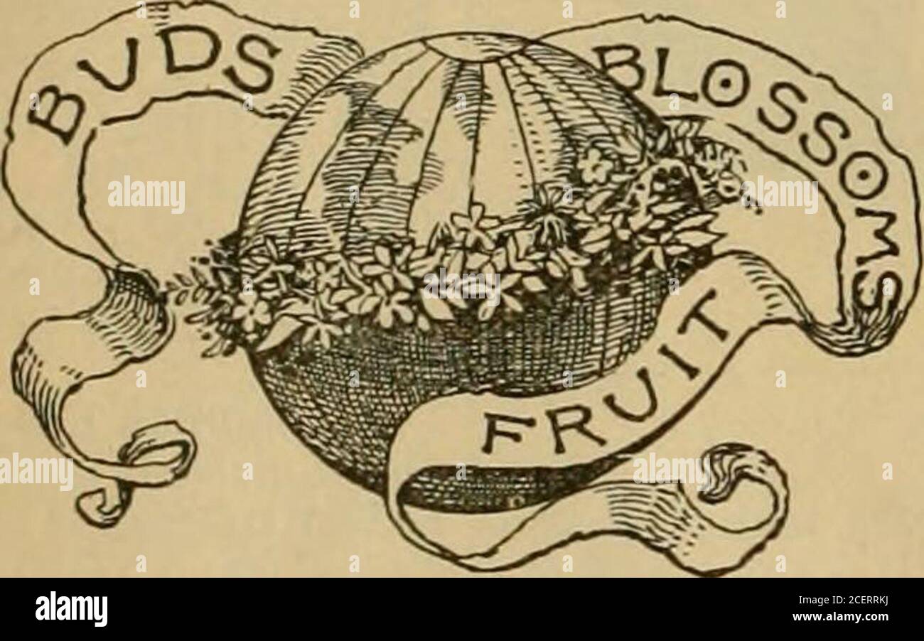 . Le jardinage populaire et la culture des fruits; un périodique illustré consacré à l'horticulture dans toutes ses branches. eart a dit. Et pendant que les porte-greffes ont grandi dans mon lit, de l'ancien au nouveau, 1 a ressenti le pouls et le souffle de l'accélération. Les gorges de la vie qui a conquis la mort. Je savais que quand les mois sont arrivés. Mes feuilles briseraient le sol de protection. Saute comme la lumière de la terre dans toute la gloire de la nouvelle naissance. — Compagnon pour jeunes. À UNE pomme de terre. Tu es perfection blanche et douce de ton genre! Tu as de la plume, de l'poudreuse, de la dinde comestible. Tu neigeuses, substance crémeuse, gustable.ravit l'œil Banque D'Images