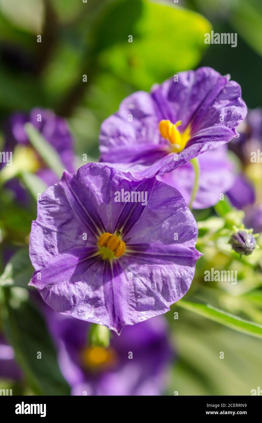 Lycianthes rantonnetii, connu sous le nom de buisson bleu de pomme de terre ou Paraguay nightShade, fleur bleu-violet avec œil jaune, pétales de trompette, Allemagne, Europe occidentale Banque D'Images