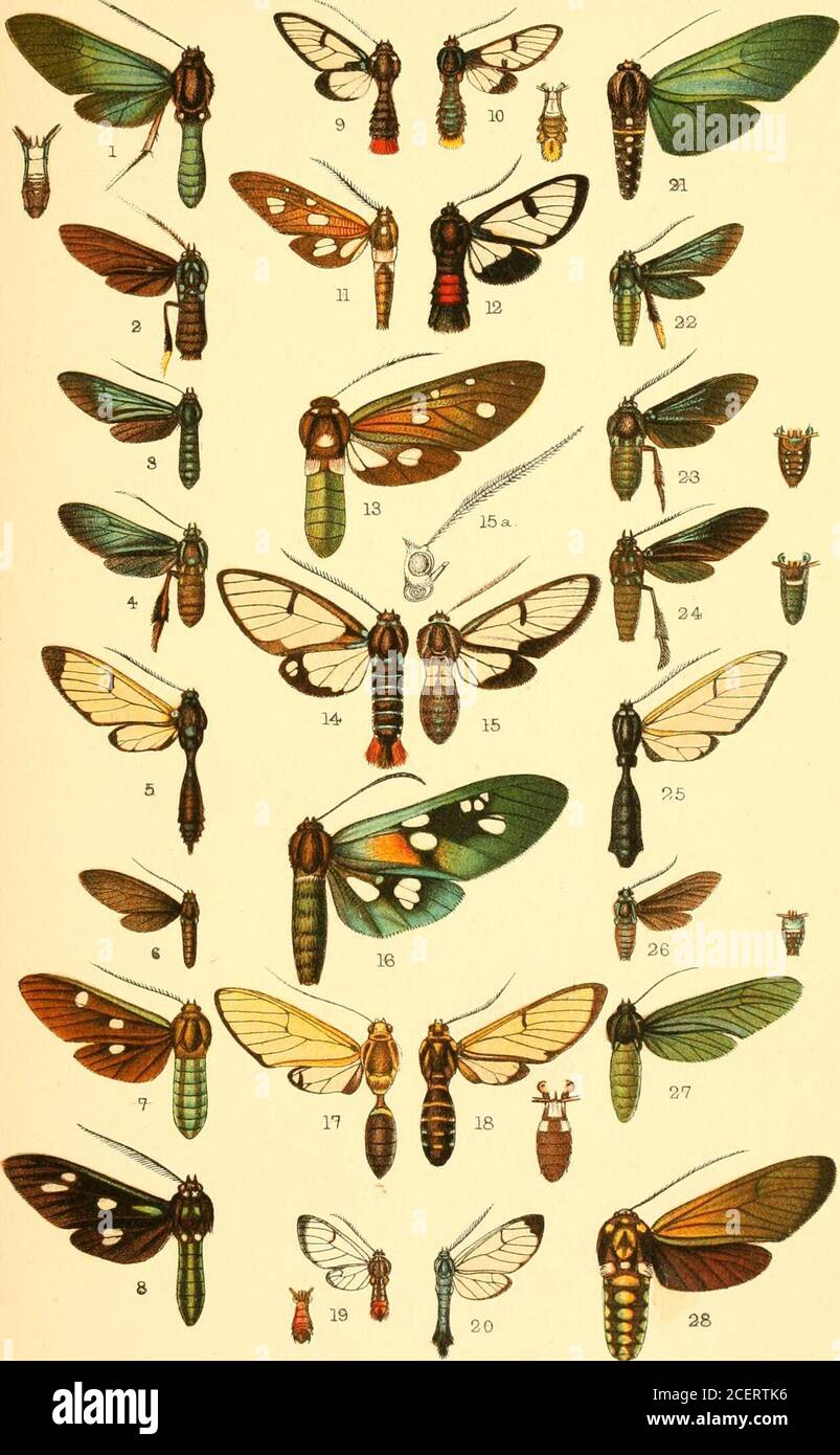 . Catalogue des Lepidoptera Phalænæ dans le musée britannique. Opastea syhni, J •Dhiia sahapimlls, J .MJ/dropara salmoni, 2 •JEthria daltha, ^.Urolopalocincta, 2 •Clirysocale r/iyantea, $ .Tridiura diura dothaltha,„ „, s mutsira, „, s . ,, niyritarsia, S • Trichura cyanoa, d .Poliopastea j)lumhea. CT . ,, viridis, S . Calonotos cJin/seis, 2 • vol. I. p. 320. „ p. 323. „ p. 325. „ p. 325. „ p. 342. „ p. 325. „ p. 335. p. 334. „ p. 349. „ p. 350. „ p. 328. „ p. 339. „ p. 328. „ p. 352. „ p. 3 Banque D'Images
