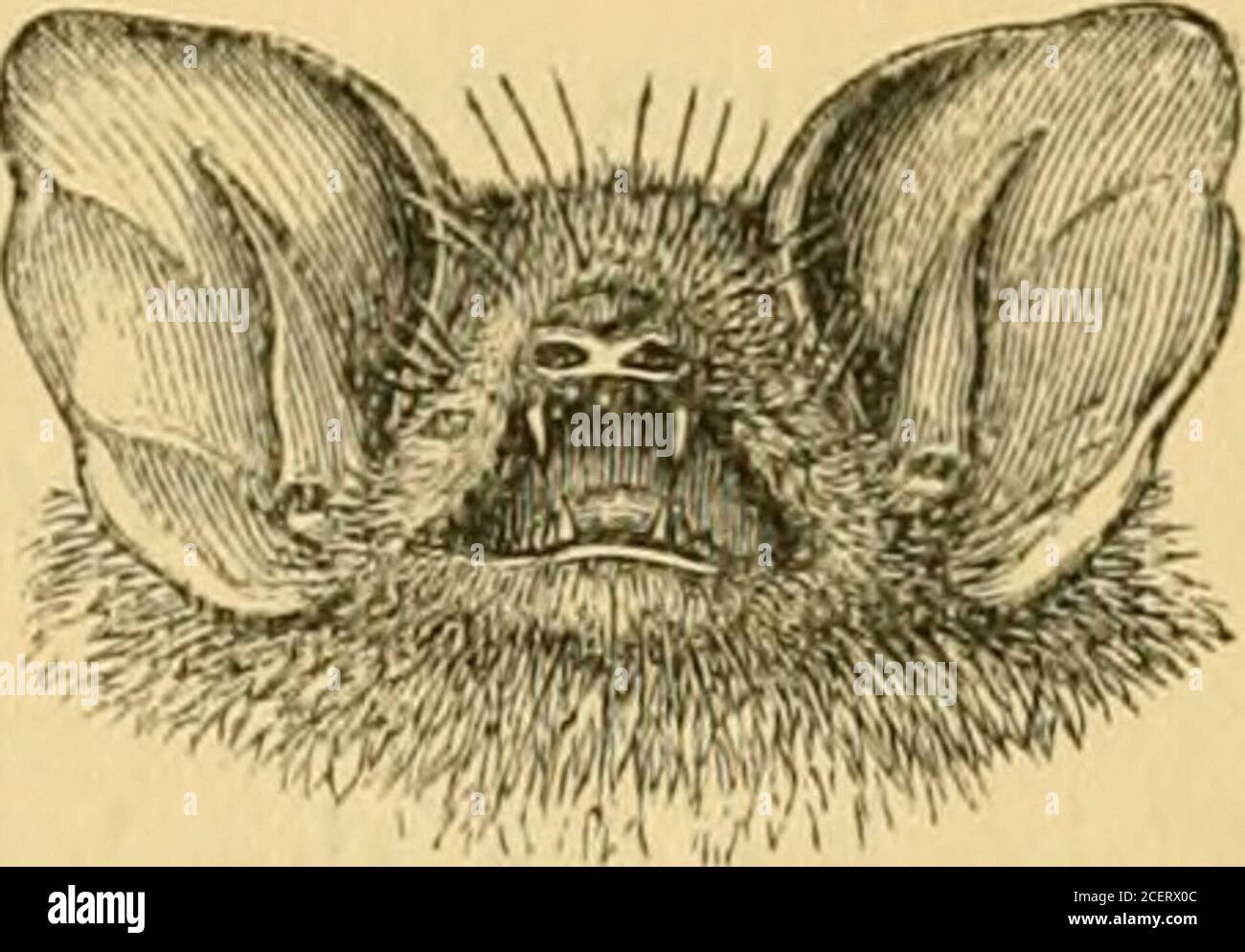 . Les Annales et magazine d'histoire naturelle; zoologie, botanique et géologie. 18. Sacculina rotundata, sp. n. ( x 2 diam.). Figure 19. Spicules de l'épiderme de la même, comme vu sous un £-inchobjective. XL1I.—Description d'un nouveau Bat de Java, du GenusKerivoula. Par Oldfield Thomas, F. Z.S., Assistante au Département de zoologie, British Museum. Le spécimen sur lequel cette description est fondée a été commandé par M. H. 0. Forbes à Kosala, près de Bantam, Java, 2100 pieds au-dessus de la mer, le 24 septembre 1879, et est maintenant dans le British Museum. Kerivoula javana, sp. n. Fourrure noir grisâtre, Banque D'Images