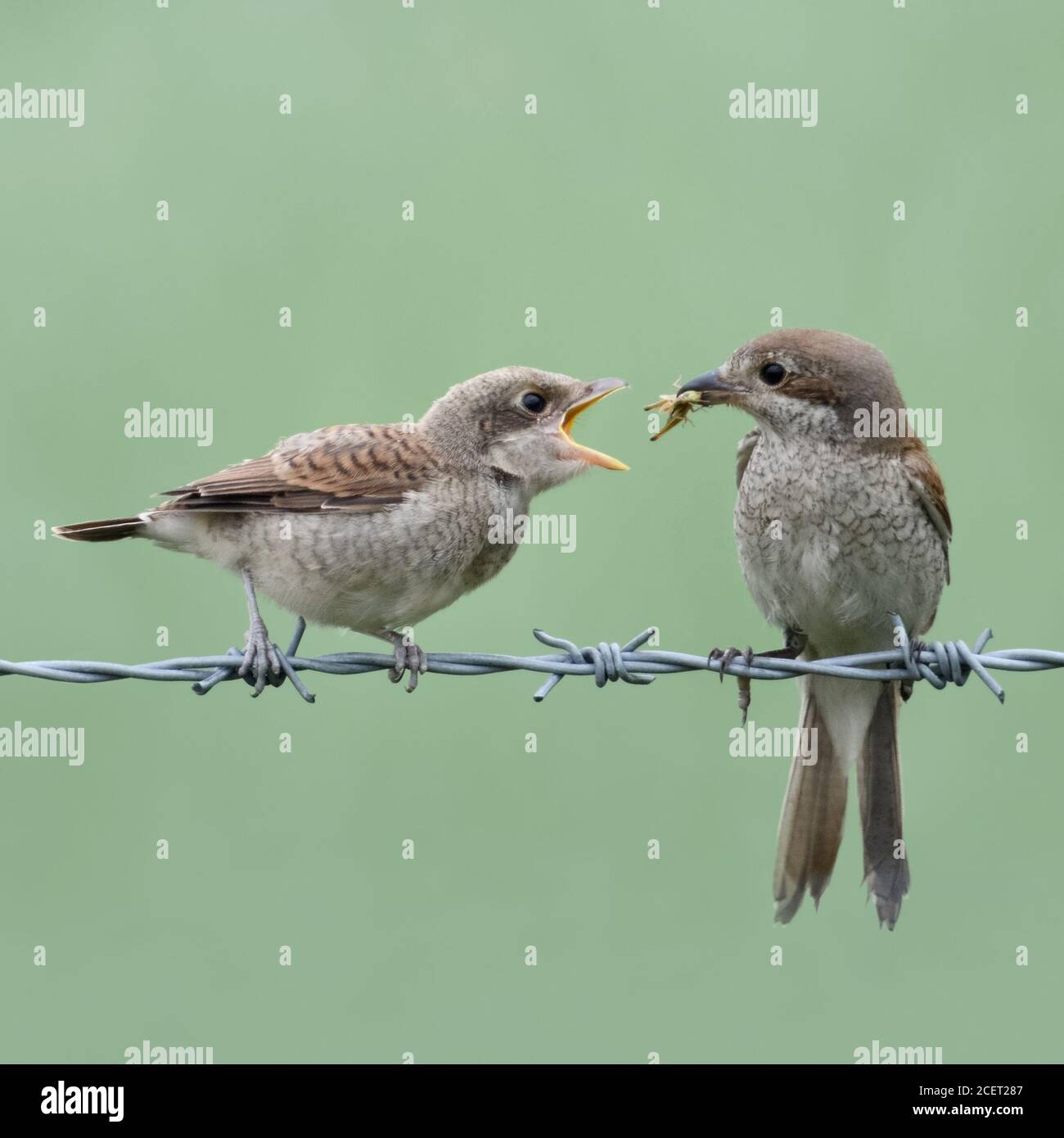 Shrike à dos rouge ( Lanius collurio ), nourrissant des femelles adultes en se nourrissant de la poussette avec la sauterelle, passant de la nourriture, un fond propre et doux, la faune, Banque D'Images