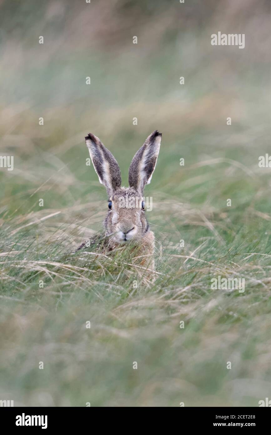 Le lièvre, le lièvre brun / lièvre européen ( Lepus europaeus ) assis dans l'herbe haute, regardant attentivement vers la caméra, l'air drôle, la faune, l'Europe. Banque D'Images