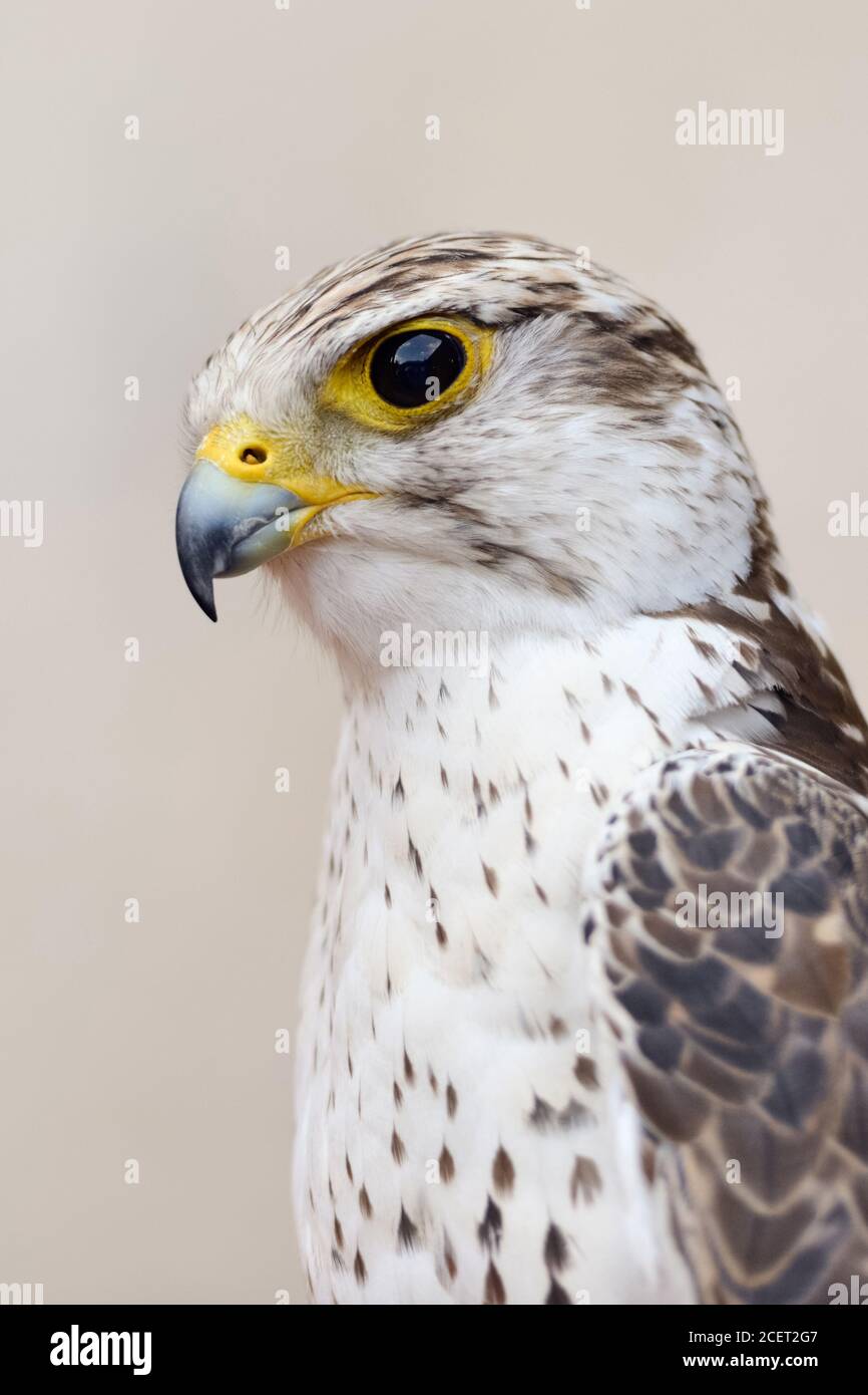 Saker Falcon ( Falco Cherrug ), oiseau fauconnerie très considéré, se reproduit de l'Europe centrale à l'est à travers l'Asie à Manchuria, tir en tête détaillé. Banque D'Images
