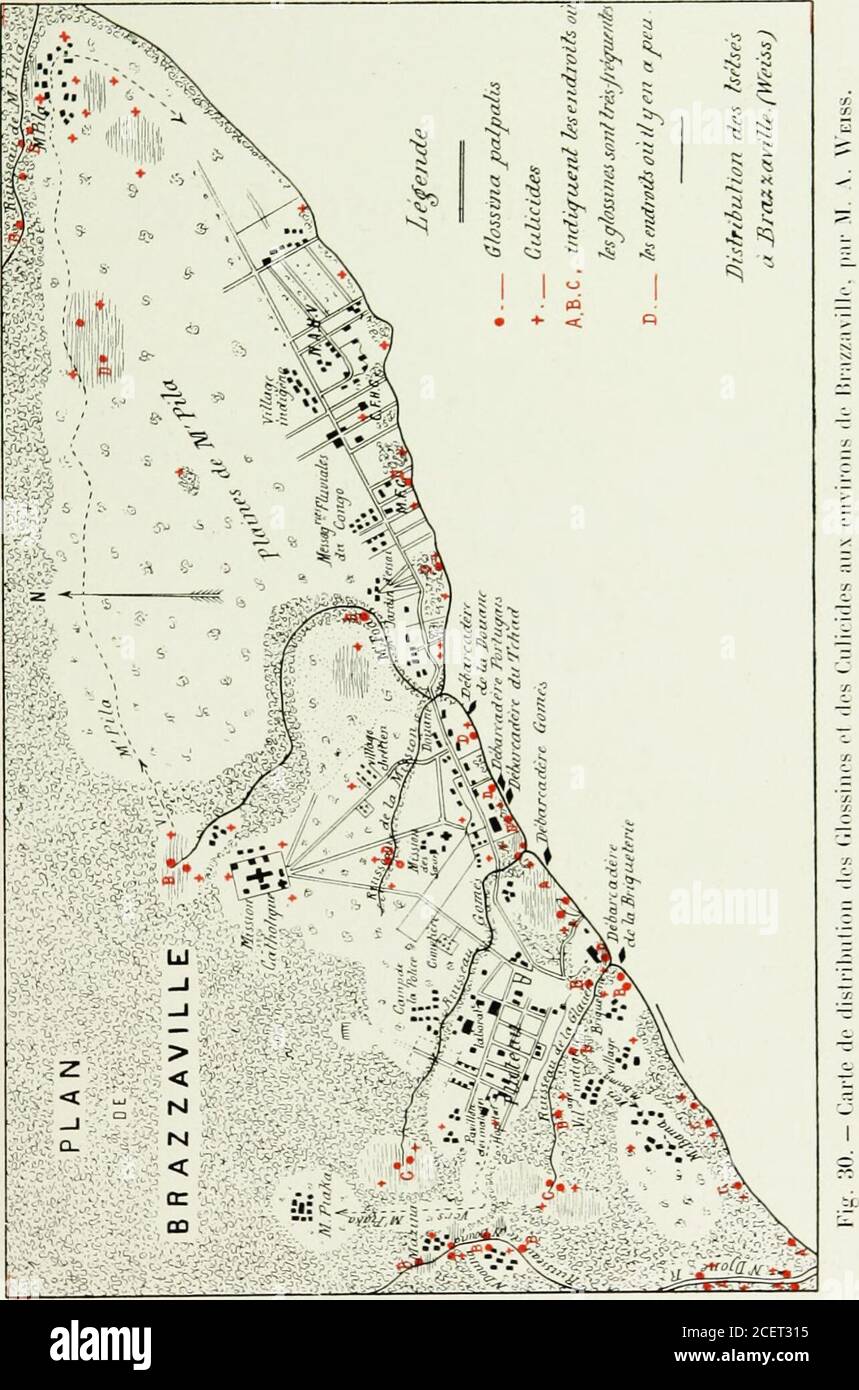 . Rapport de la mission d'études de la maladie du sommeil au Congo français 1906-1908. Xiste l.à un passage continuel dindi-gènes, surtout de hoys, dont le village est installé sur les hauteurs qui Laridominent ve droite du ruisseau, Ou de gens des Caravanes vénus des villages du Djoué ou régions de Linzolo et de Kiiiiiipanzoïi ; cest dans ce point aussi que les noirs de Braz-zaville viennent très souvent se bailler ou lamer du linge. Vers la source du réseau, la tendance des glossines est tout à fait exceptionnel par le même principe que celui de l'humain, niaucun gibier ne subvide à leur source de nourriture. E Banque D'Images