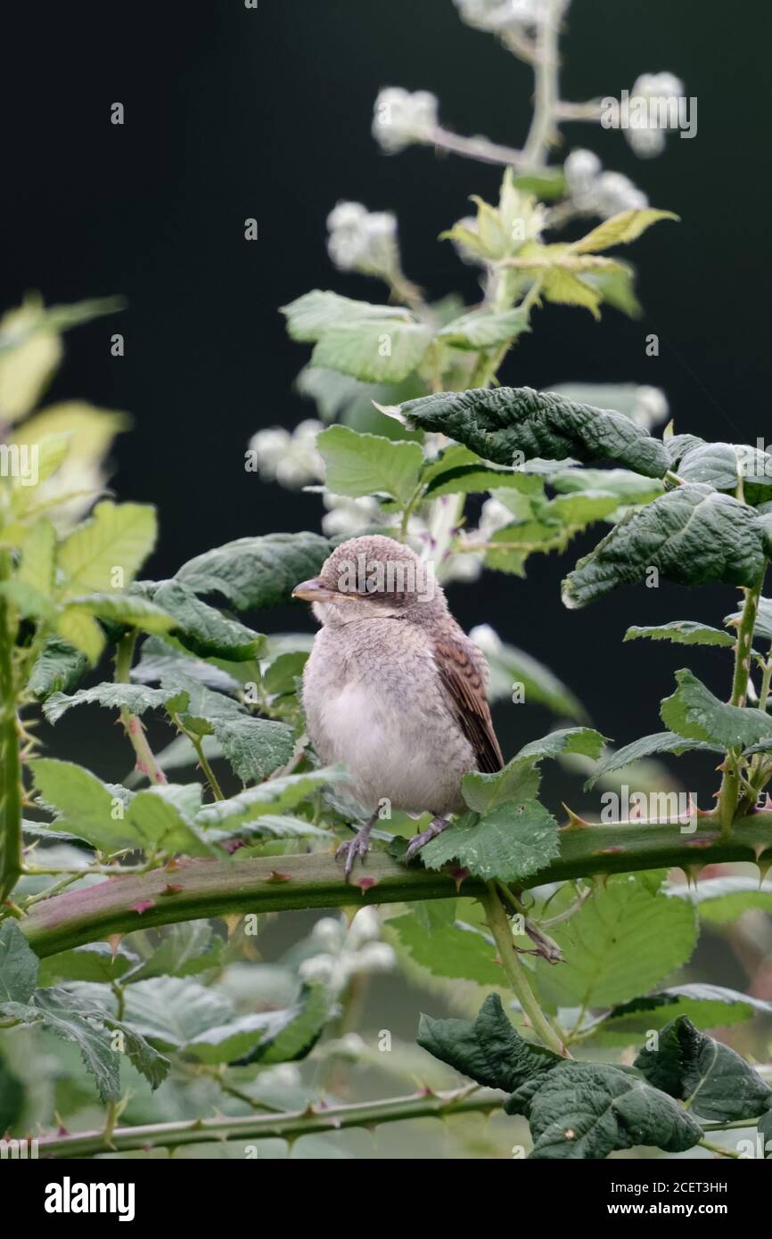 Shrike à dos rouge ( Lanius collurio ), jeune nain perché sur un tendril d'un blackberry buisson avec une femelle adulte dans le dos en regardant pour sa poussette, Banque D'Images