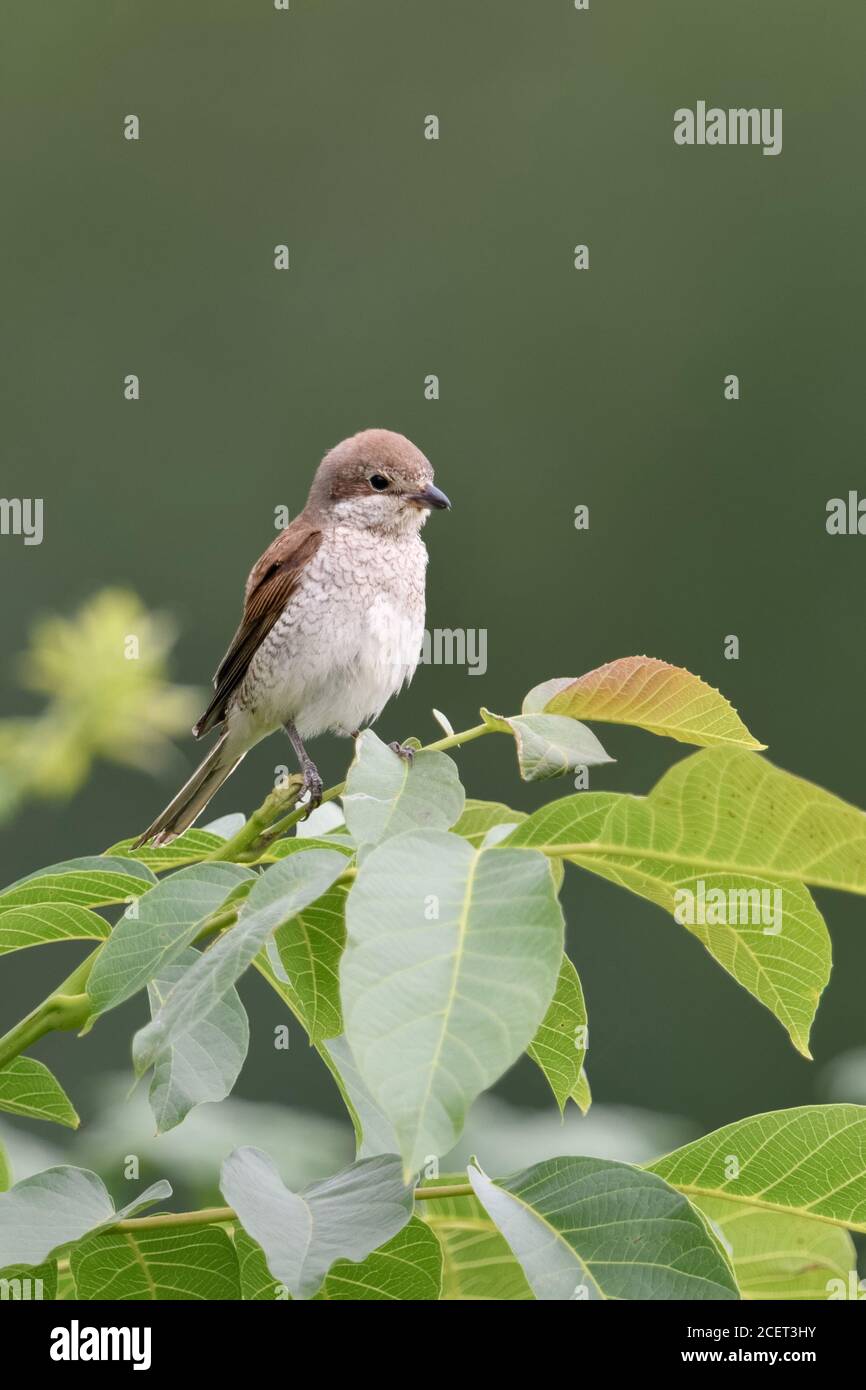 Shrike à dos rouge ( Lanius collurio ), femelle adulte perchée sur son point de vue au sommet d'un buisson de noyer, oiseau caractéristique de hedgerow de terres ouvertes, sauvage Banque D'Images