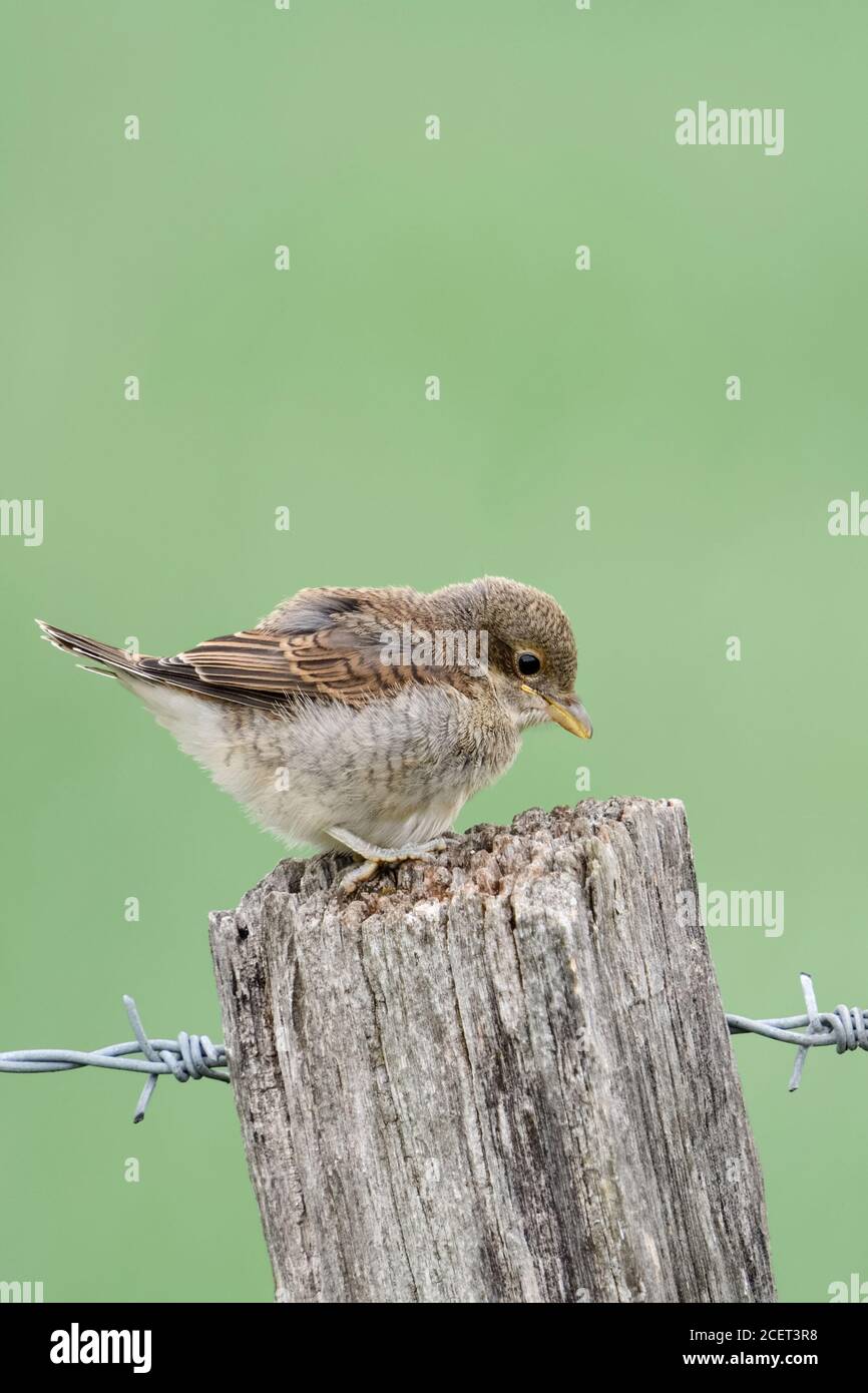 Shrike à dos rouge ( Lanius collurio ), jeune poussin, à part, assis sur un poste de clôture, explorer ses environs, semble mignon et drôle, la faune, Banque D'Images