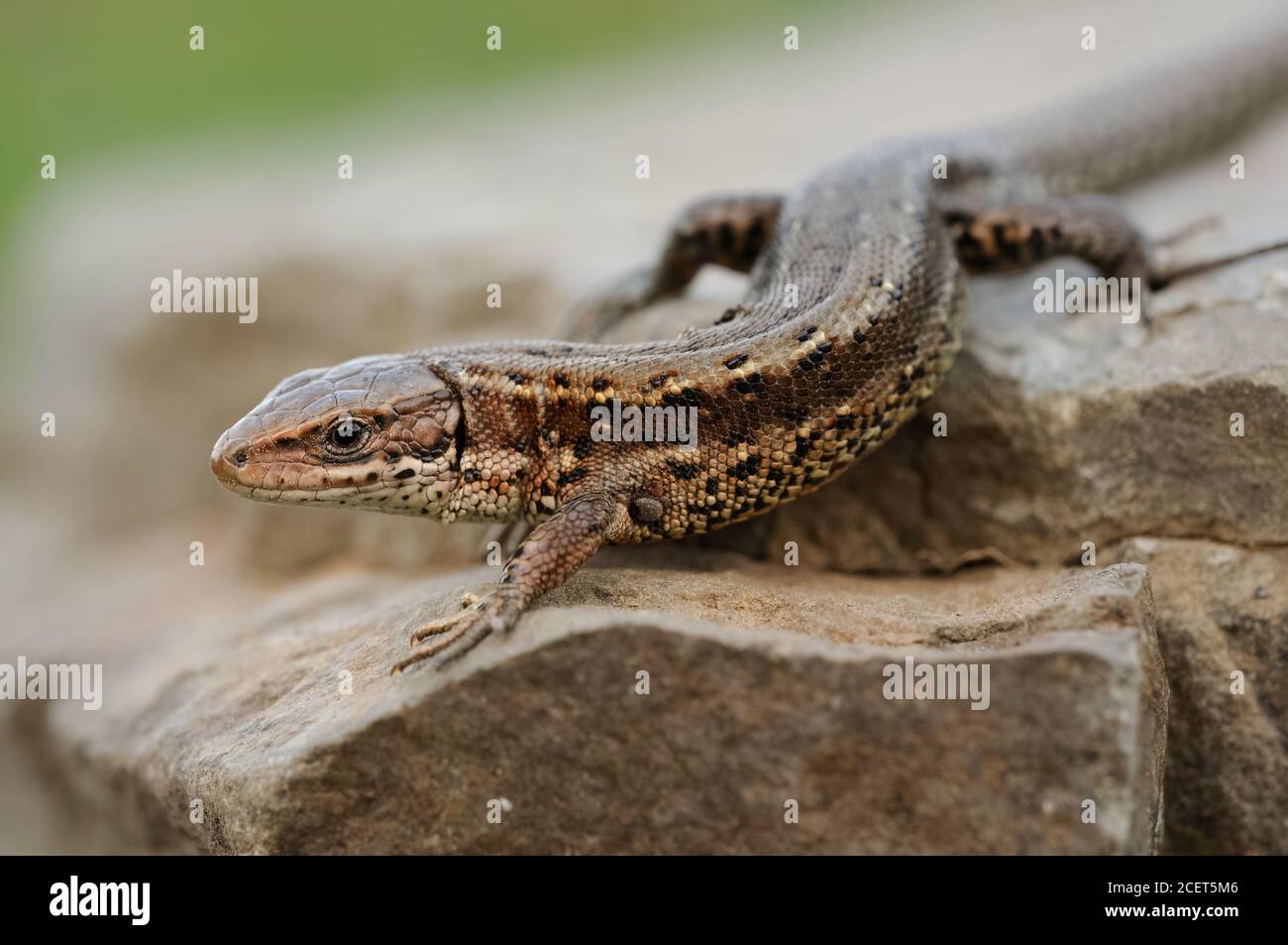 Lizard vivipare ( Zootoca vivipara ), lézard commun, rampant sur les rochers, en cours de réchauffement, tôt au printemps, belle vue détaillée, faune, Europe. Banque D'Images