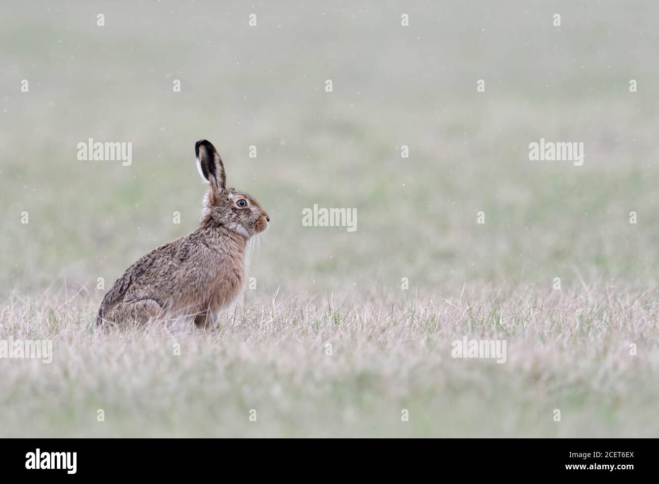 Lièvre brun / lièvre européen / Feldhase (Lepus europaeus ) en hiver, assis sur les herbages, la lumière de neige, la faune, l'Europe. Banque D'Images