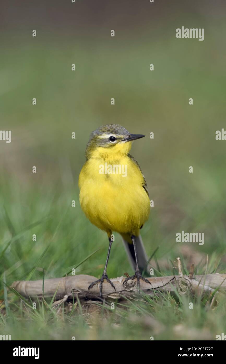 La Bergeronnette printanière Motacilla flava ( ), assis sur une branche exposés sur le terrain, regardant autour, attentif, a l'air drôle, la faune, l'Europe. Banque D'Images