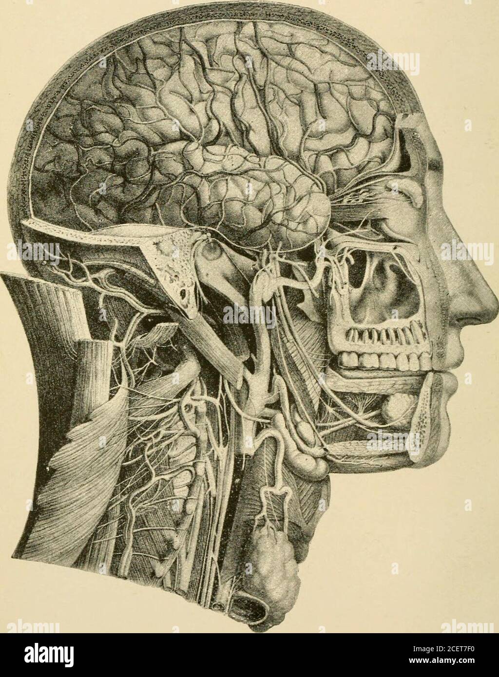 . Les essentiels de la physiologie, disposés sous forme de questions et réponses, préparés spécialement pour les étudiants en médecine. et les os périorbitaires, la plupart de la moitié de la lumière de la maxillae supérieure et inférieure, la partie externe du processus mastoïde de l'os temporal, le theplatysma, le sterno-cleido-mastoïde, le sterno-hyoid, le sterno-hyoid, l'omo-hyoid et les muscles ptérygoïdes externes sont coupés ; et les muscles cervicaux sont mis de côté. Par conséquent, les structures suivantes sont partiellement ou entièrement exposées à la vue : lasurface externe de TH Banque D'Images