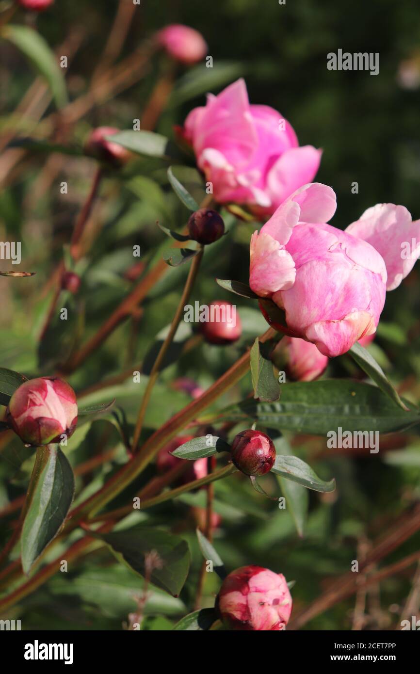 fleurs et bourgeons pivoines Banque D'Images