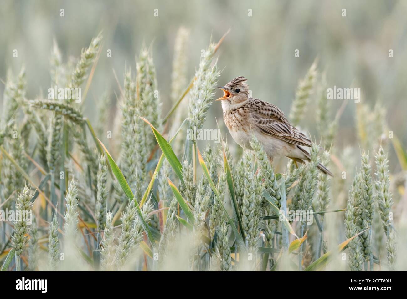 Skylark eurasien ( Alauda arvensis ) perchée dans un champ de blé, chantant sur les cultures de blé, crête élevée, oiseau de terres agricoles ouvertes, faune, Europe. Banque D'Images