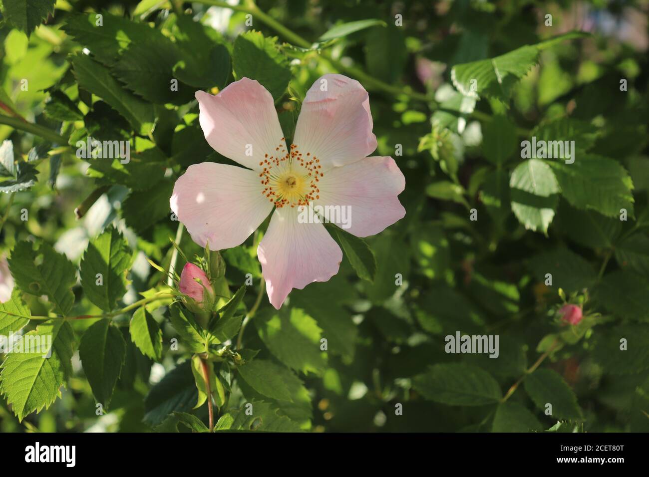 Rose de chien, rosa canina, fleurs roses dans la lumière du soleil Banque D'Images