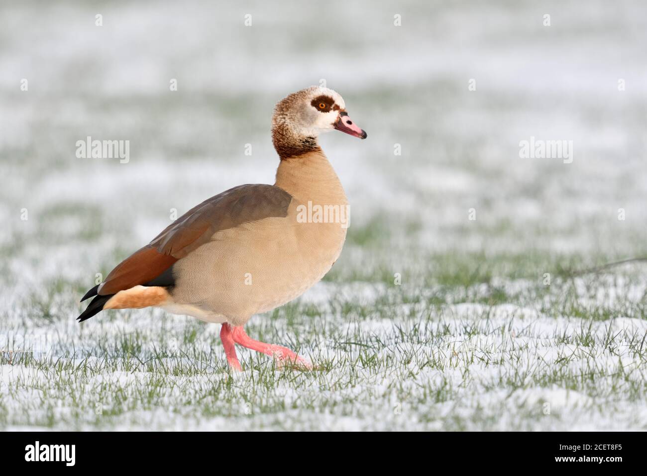Egyptian goose / Nilgans (Alopochen aegyptiacus) en hiver, la marche sur la neige couverts de terres agricoles, belle vue de côté, la faune, l'Europe. Banque D'Images